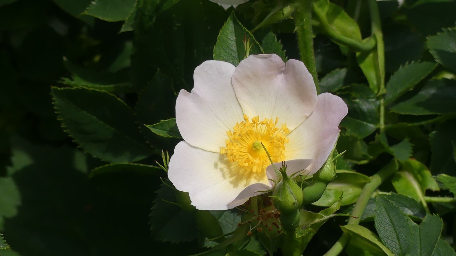 Panasonic Lumix DMC-FZ300 sample photo. Wild rose, hedge, blossom photography