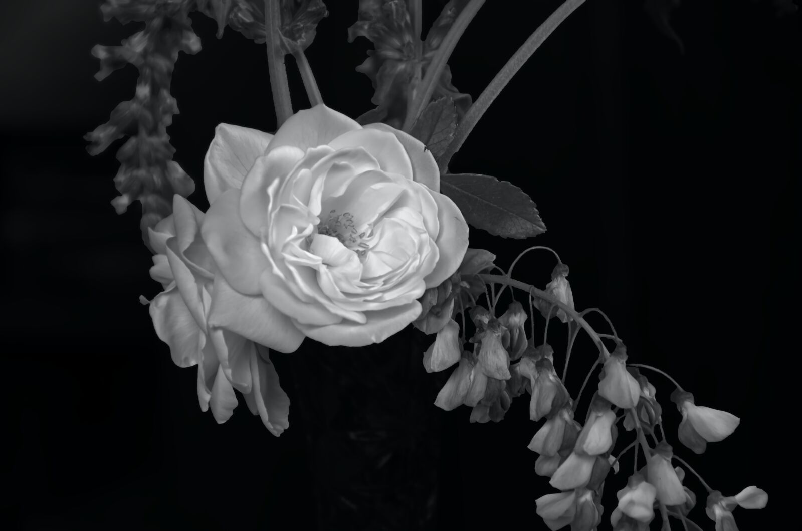 Nikon D7500 sample photo. Flowers, petals, leaves photography