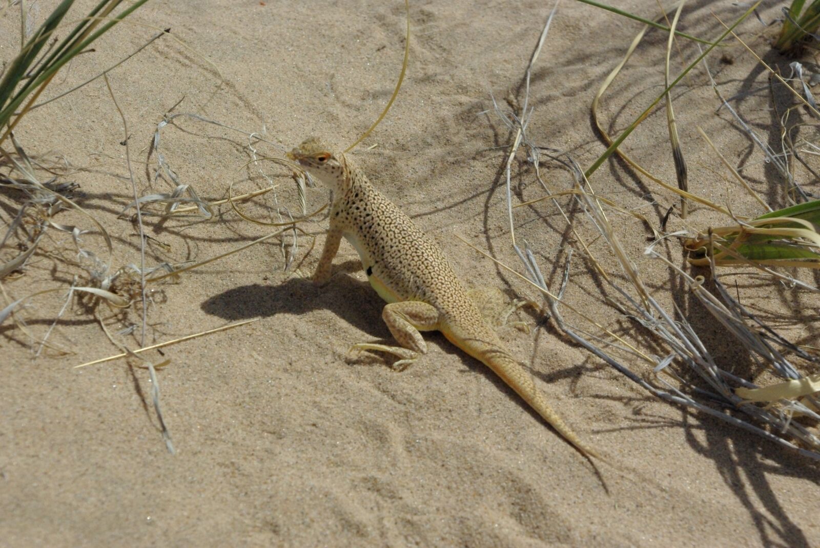 Pentax K200D sample photo. Lizard, reptile, cold blooded photography