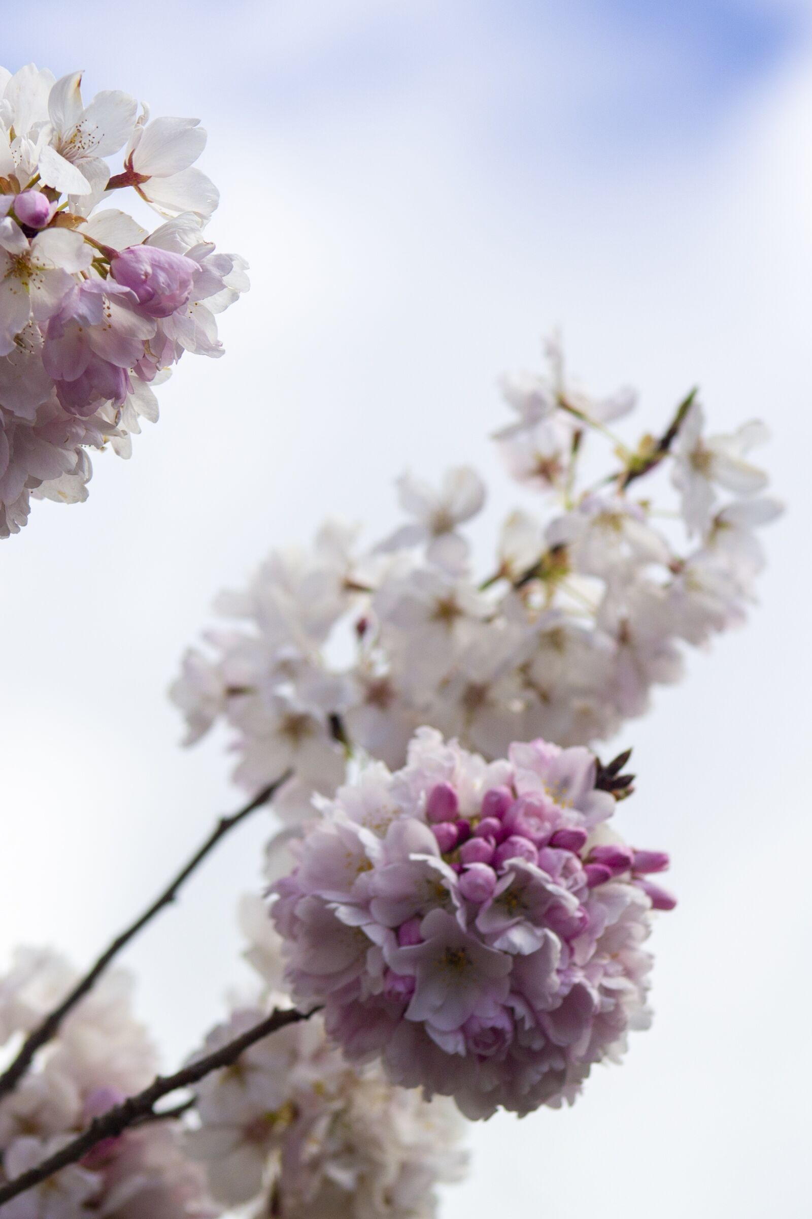 Canon EOS 1100D (EOS Rebel T3 / EOS Kiss X50) + Canon EF75-300mm f/4-5.6 sample photo. Spring, tree, blossom photography