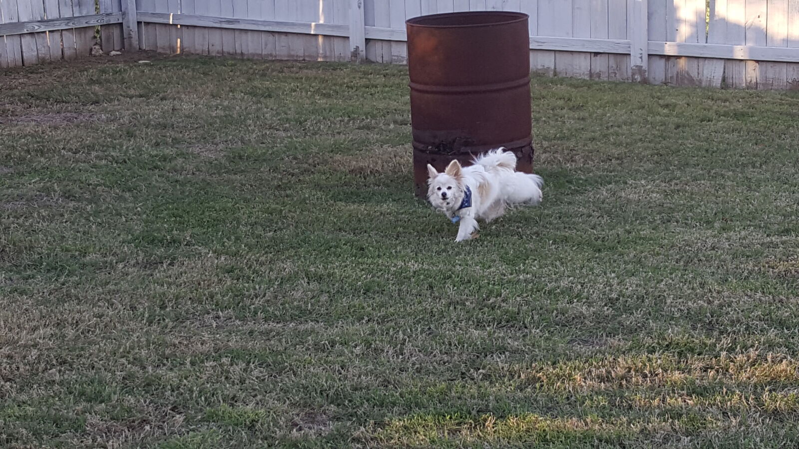 Samsung Galaxy Note5 sample photo. Backyard, barrel, dog, french photography