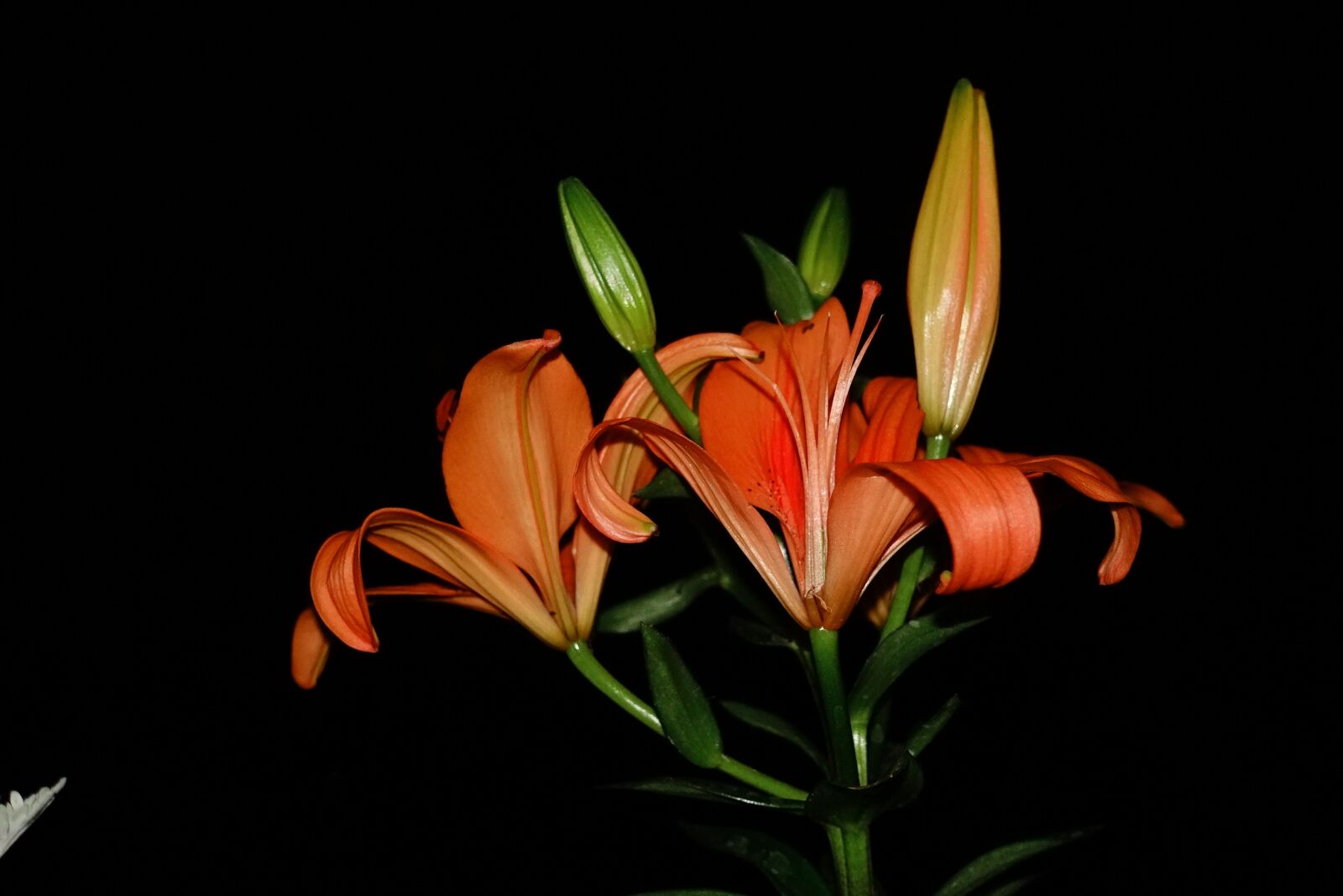 Sony DSC-RX100M5 sample photo. Orange, spring, flowers arrangement photography
