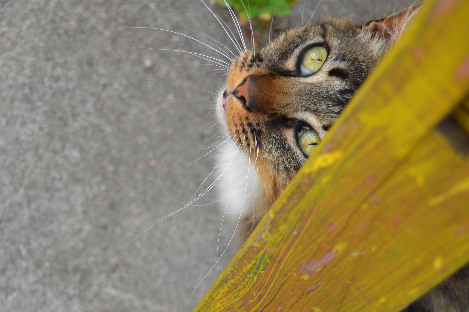 Nikon D3200 sample photo