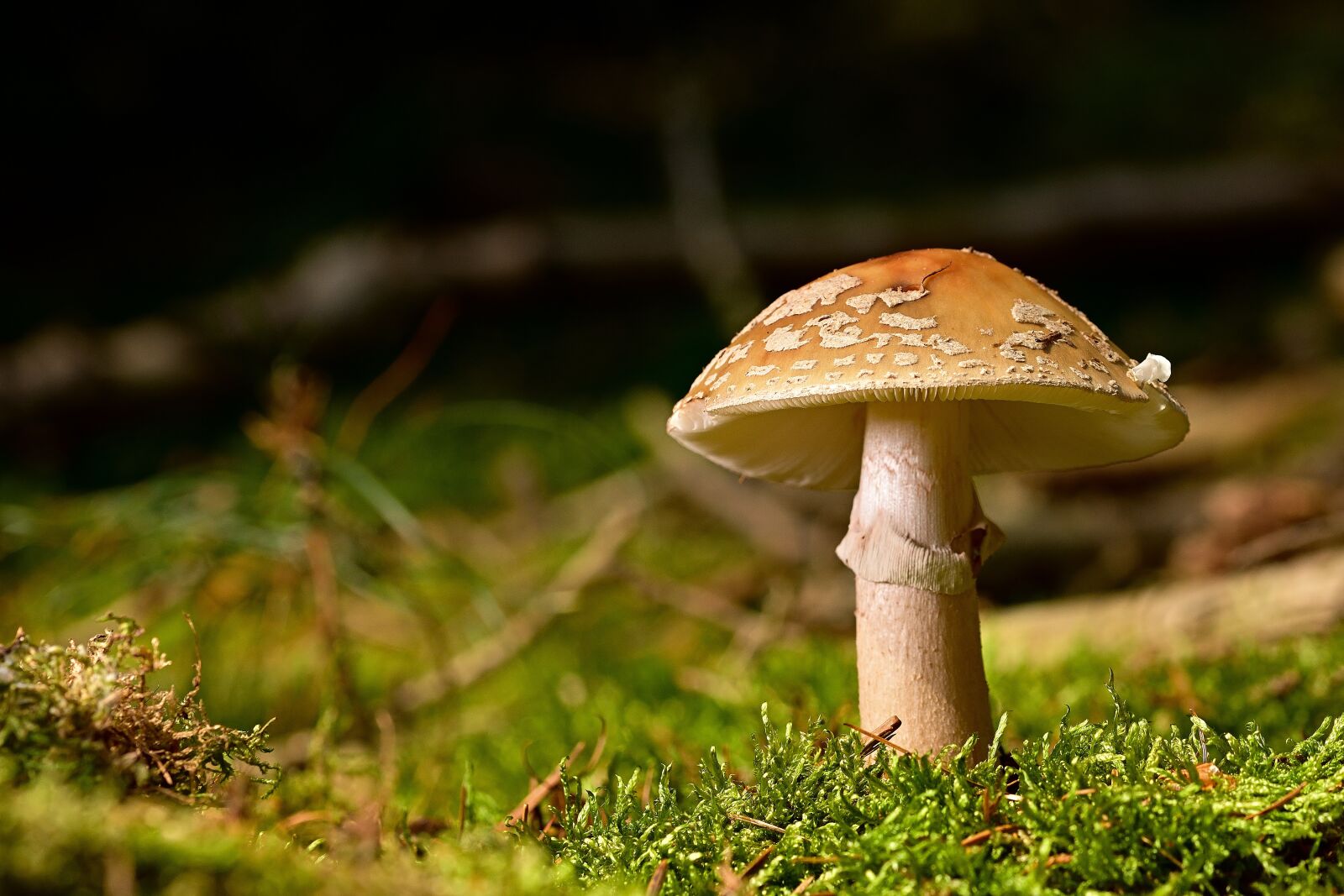 Nikon D5200 sample photo. Mushroom, perlpilz, forest photography