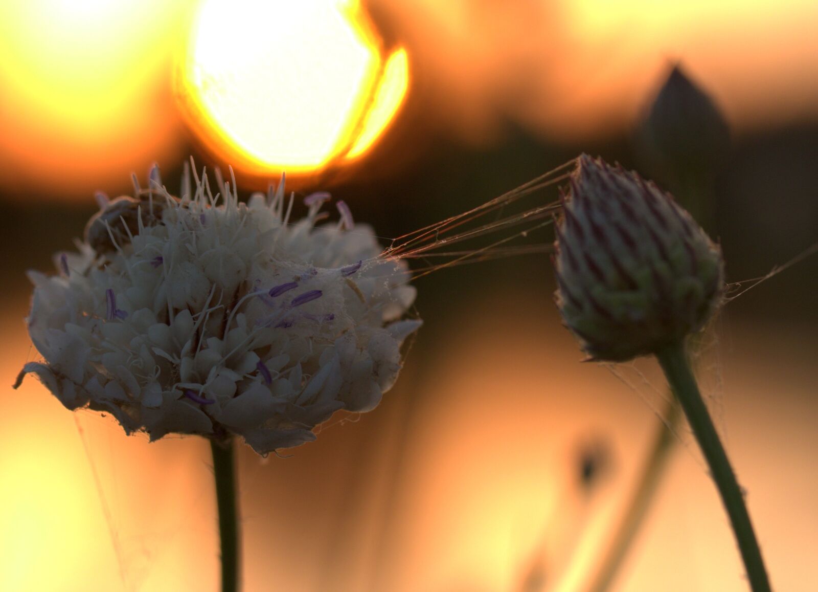 Canon EOS 7D Mark II sample photo. Flower, sunset, spider web photography