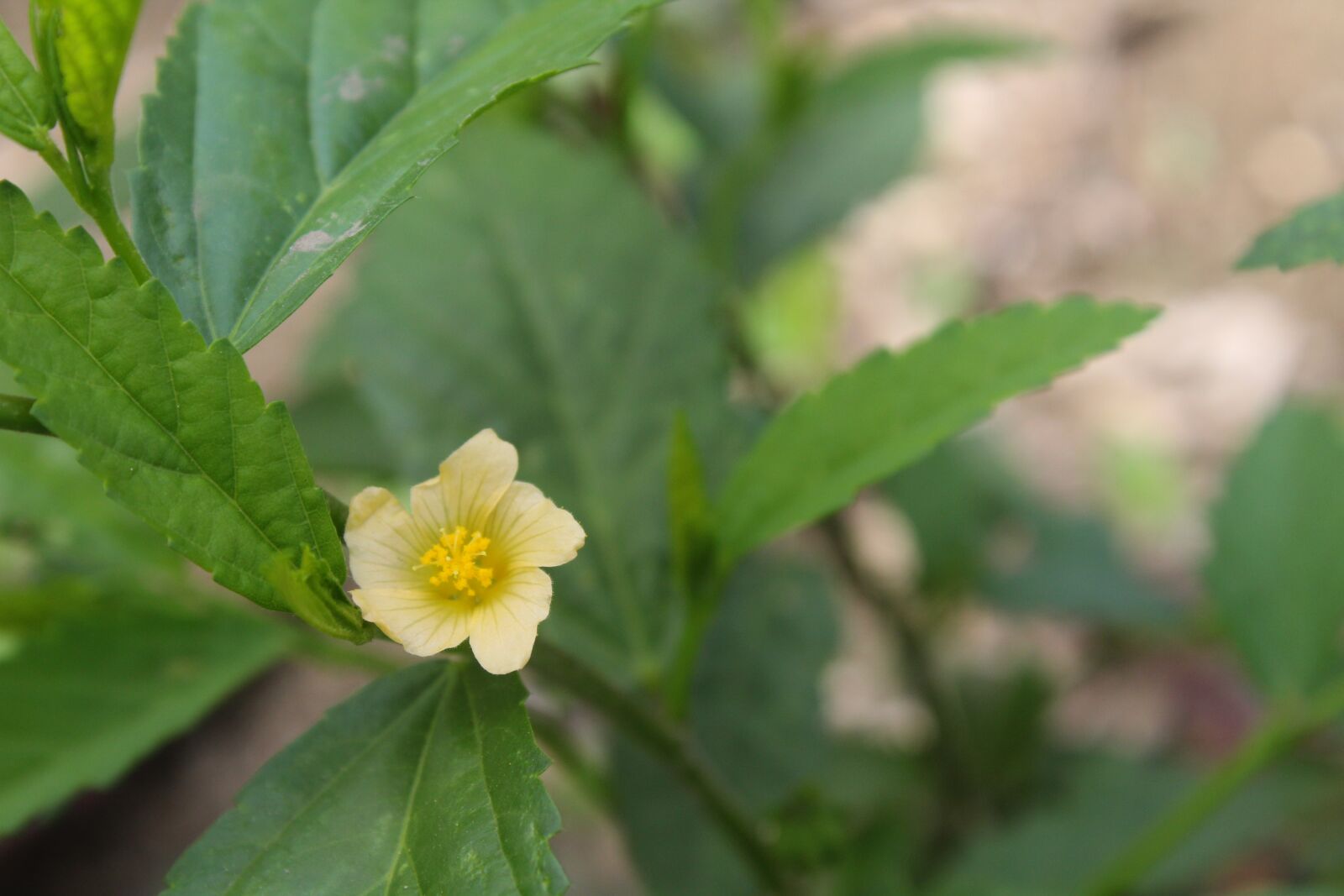 Canon EOS 1200D (EOS Rebel T5 / EOS Kiss X70 / EOS Hi) sample photo. Yellow flowers beautiful, yellow photography