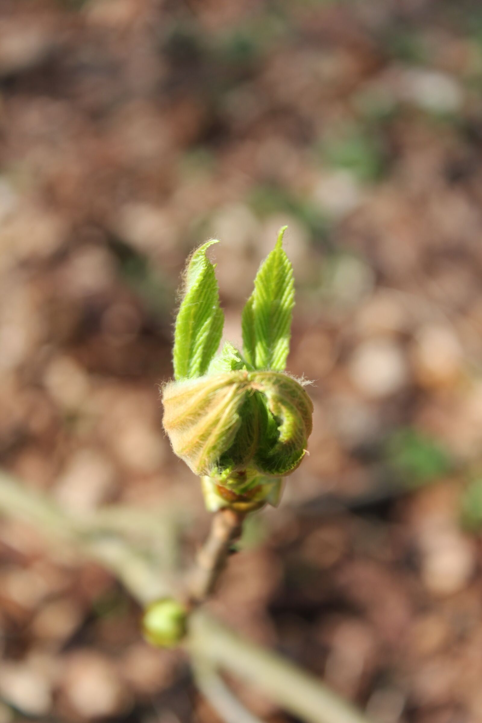 Canon EOS 550D (EOS Rebel T2i / EOS Kiss X4) sample photo. Chestnut, leaf, nature photography