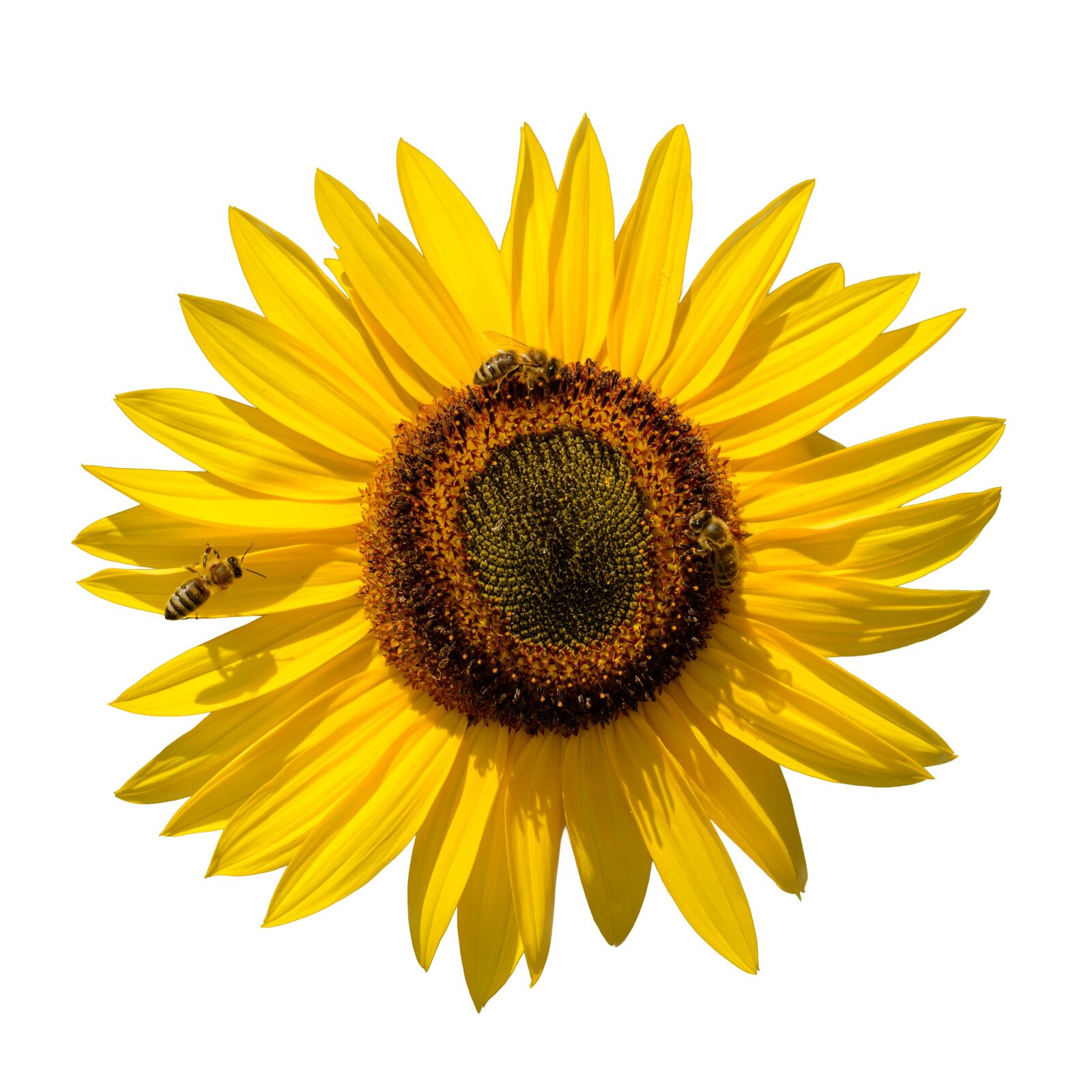Nikon D800E sample photo. Sunflower, flower, yellow photography