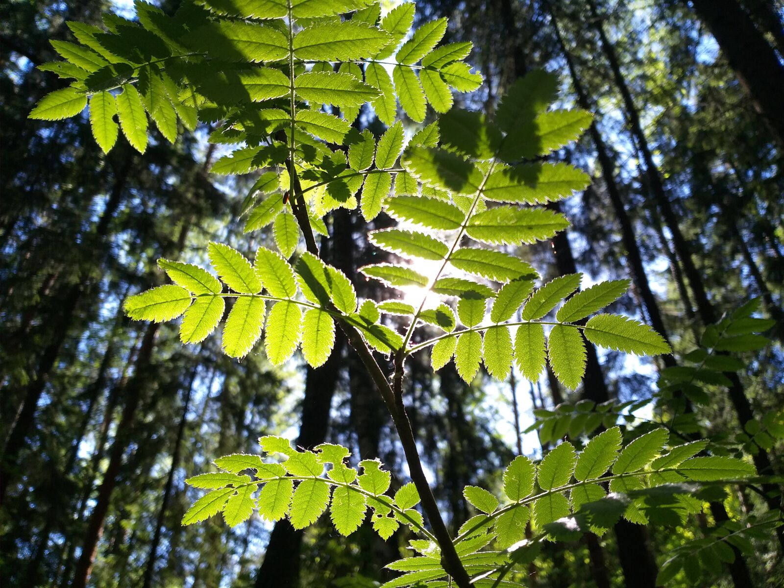 Samsung Galaxy A6+ sample photo. Forest, leaves, nature photography