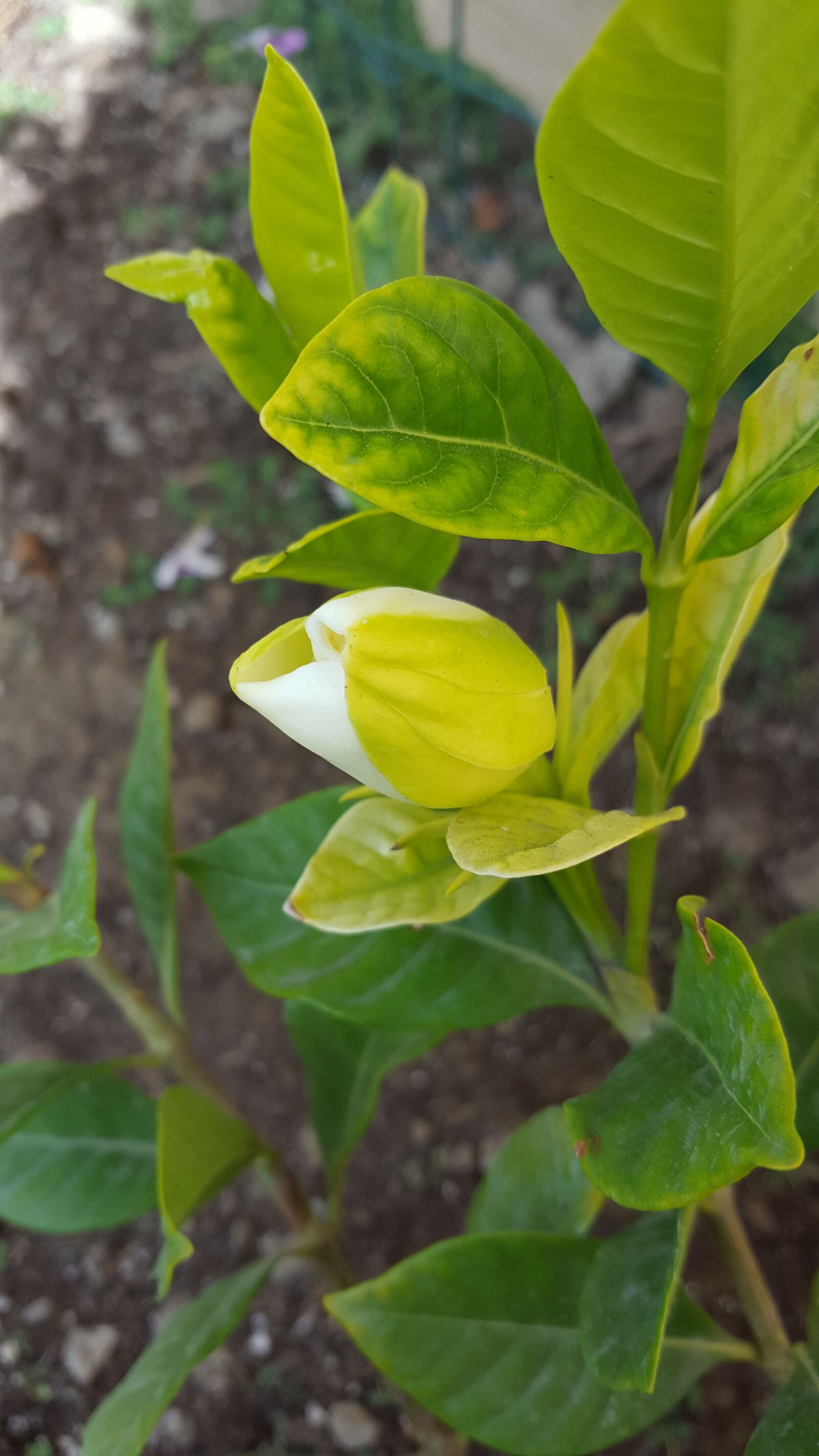 Samsung Galaxy S6 sample photo. Gardenia, flower, flower bud photography