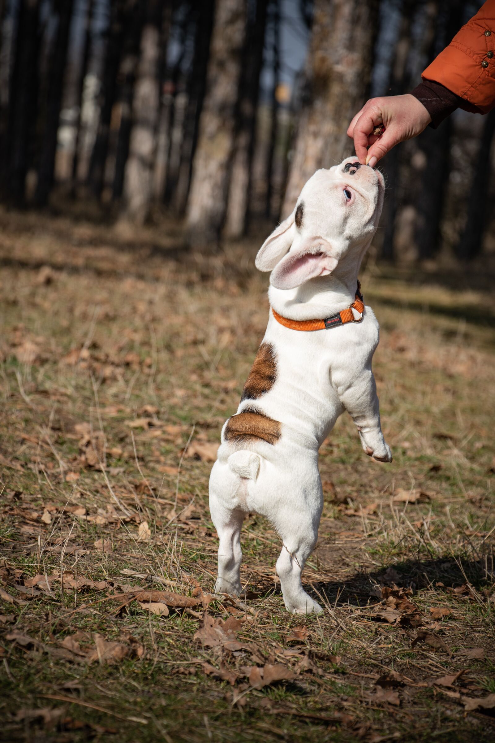 Canon EF-S 18-135mm F3.5-5.6 IS USM sample photo. French bulldog, funny, puppy photography