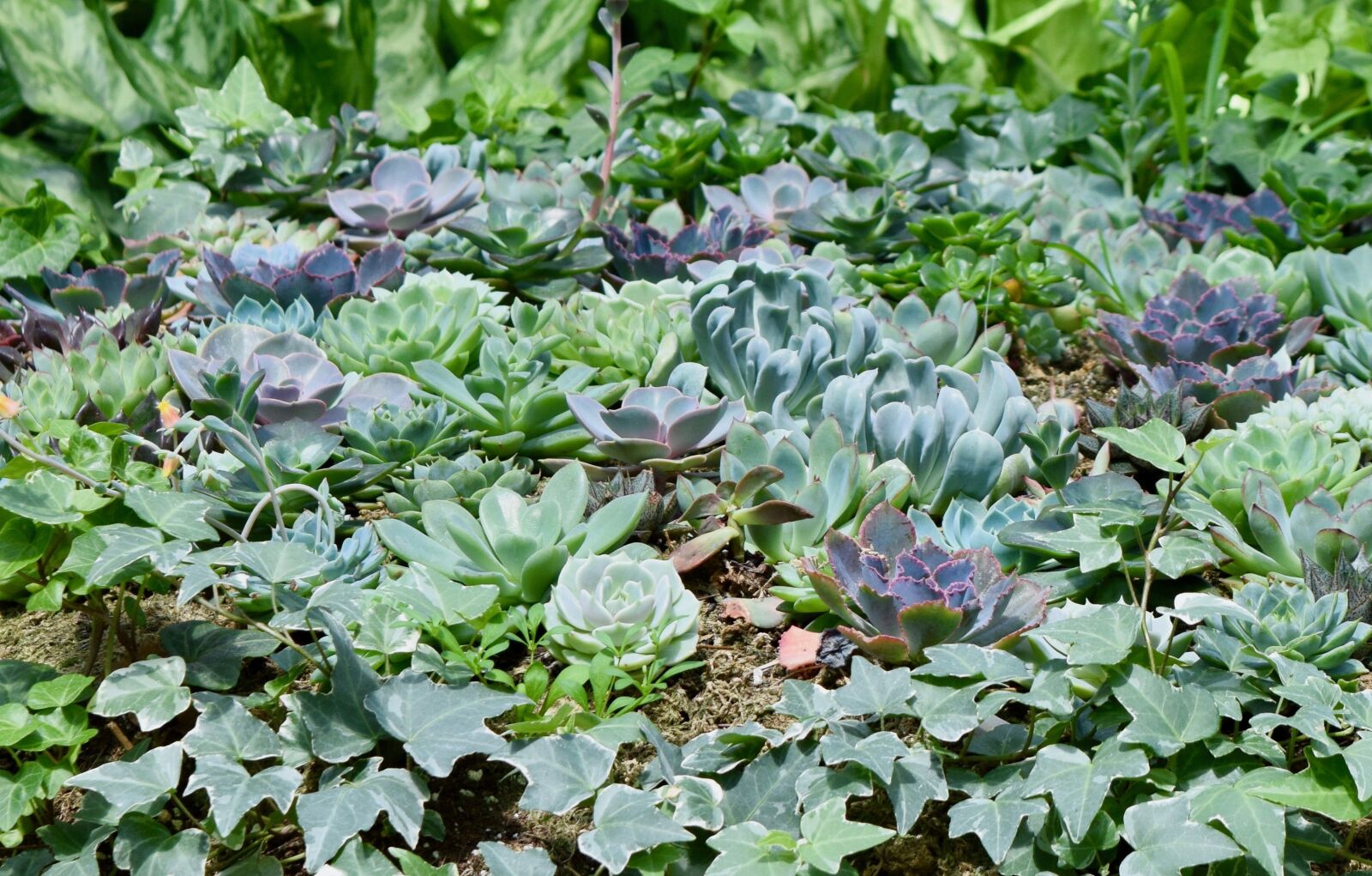Nikon D3300 sample photo. Nature, green, plants photography