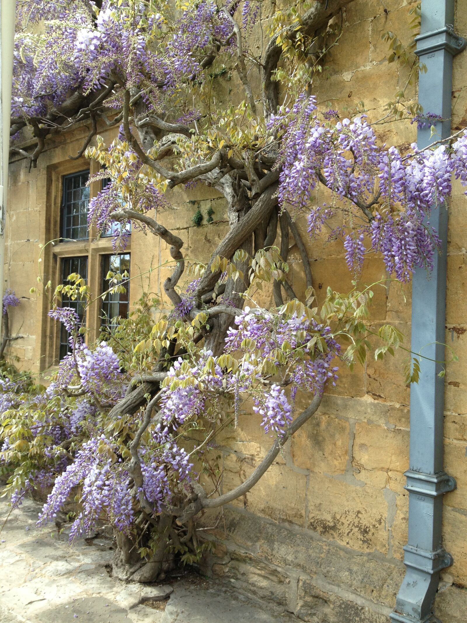 Apple iPhone 4S sample photo. Wisteria, broadway, village life photography