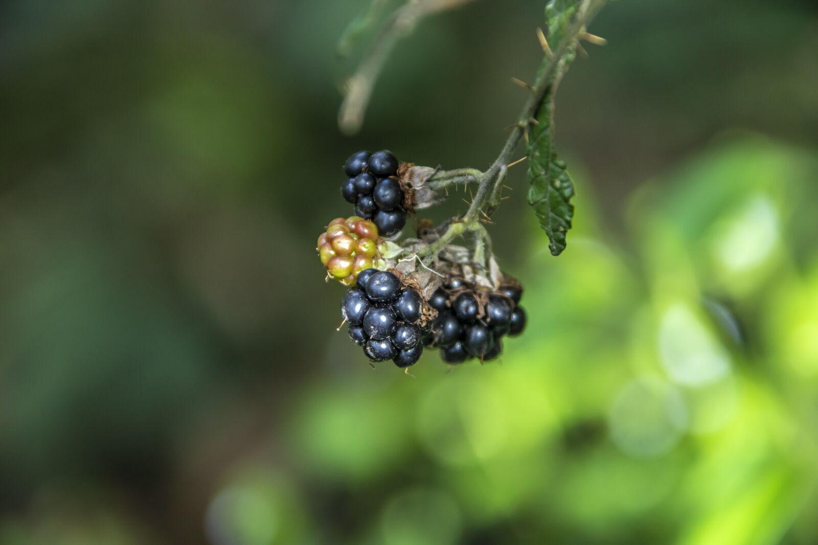 Canon EOS 5D Mark IV + Canon EF 28-300mm F3.5-5.6L IS USM sample photo. Berry, forest, fruit photography