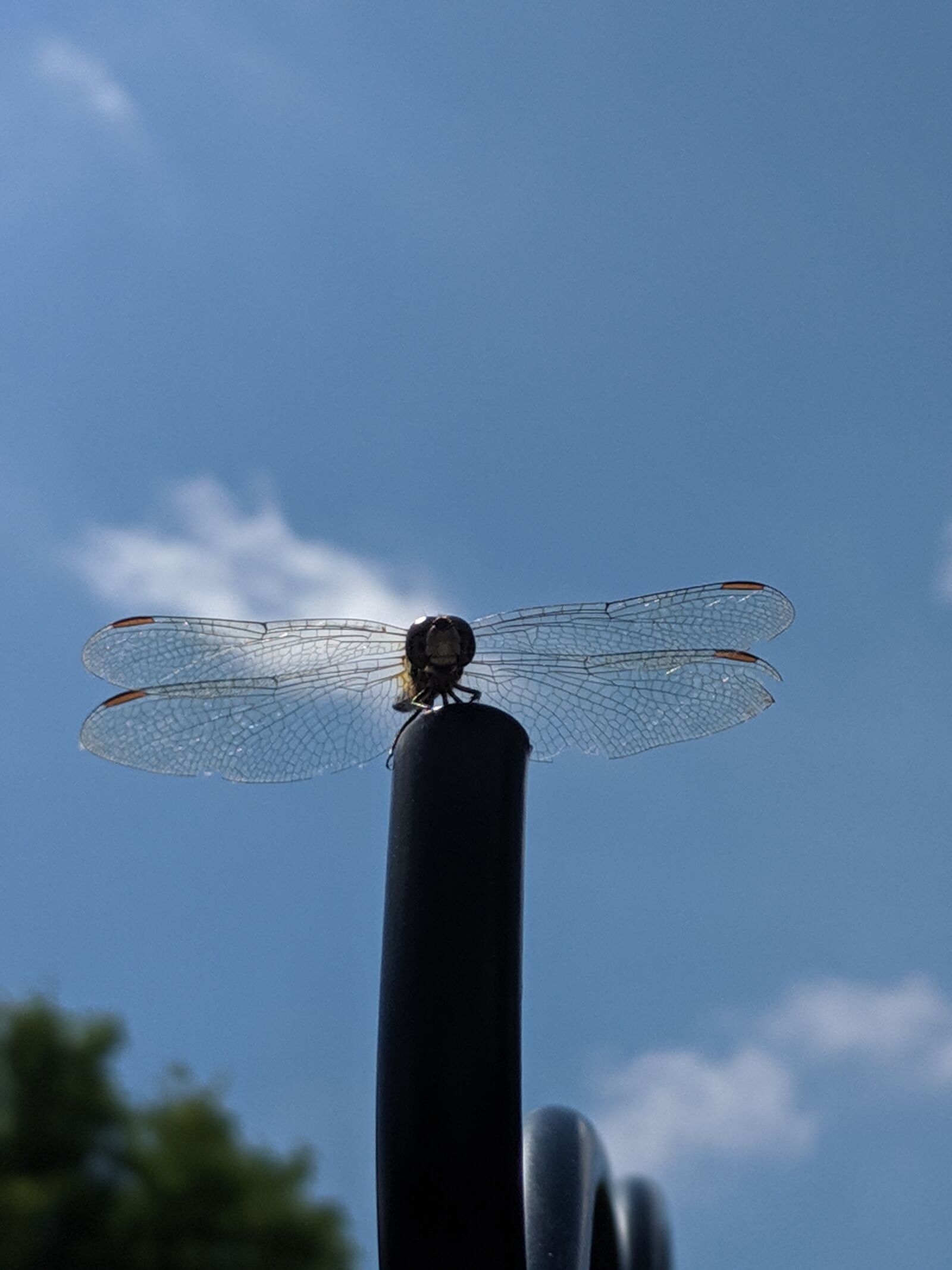 Google Pixel 2 sample photo. Dragonfly, insect, bug photography