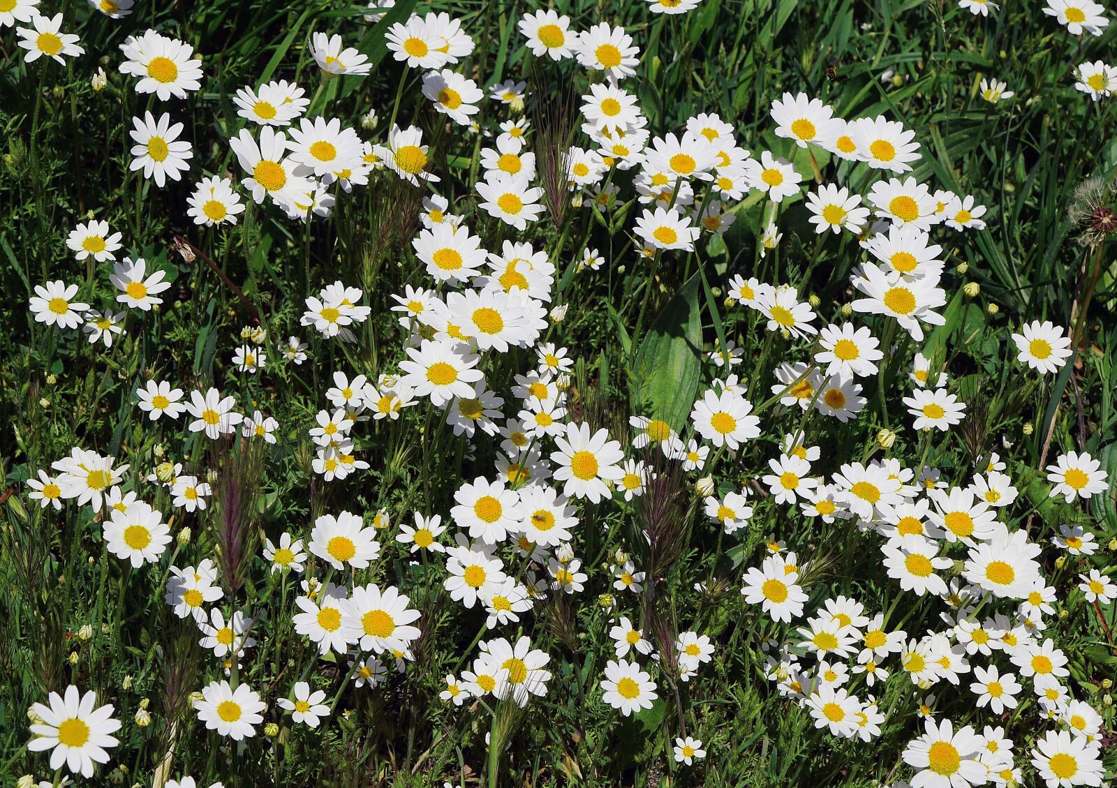 Panasonic Lumix DMC-GH3 sample photo. Wild daisies, carpet of photography