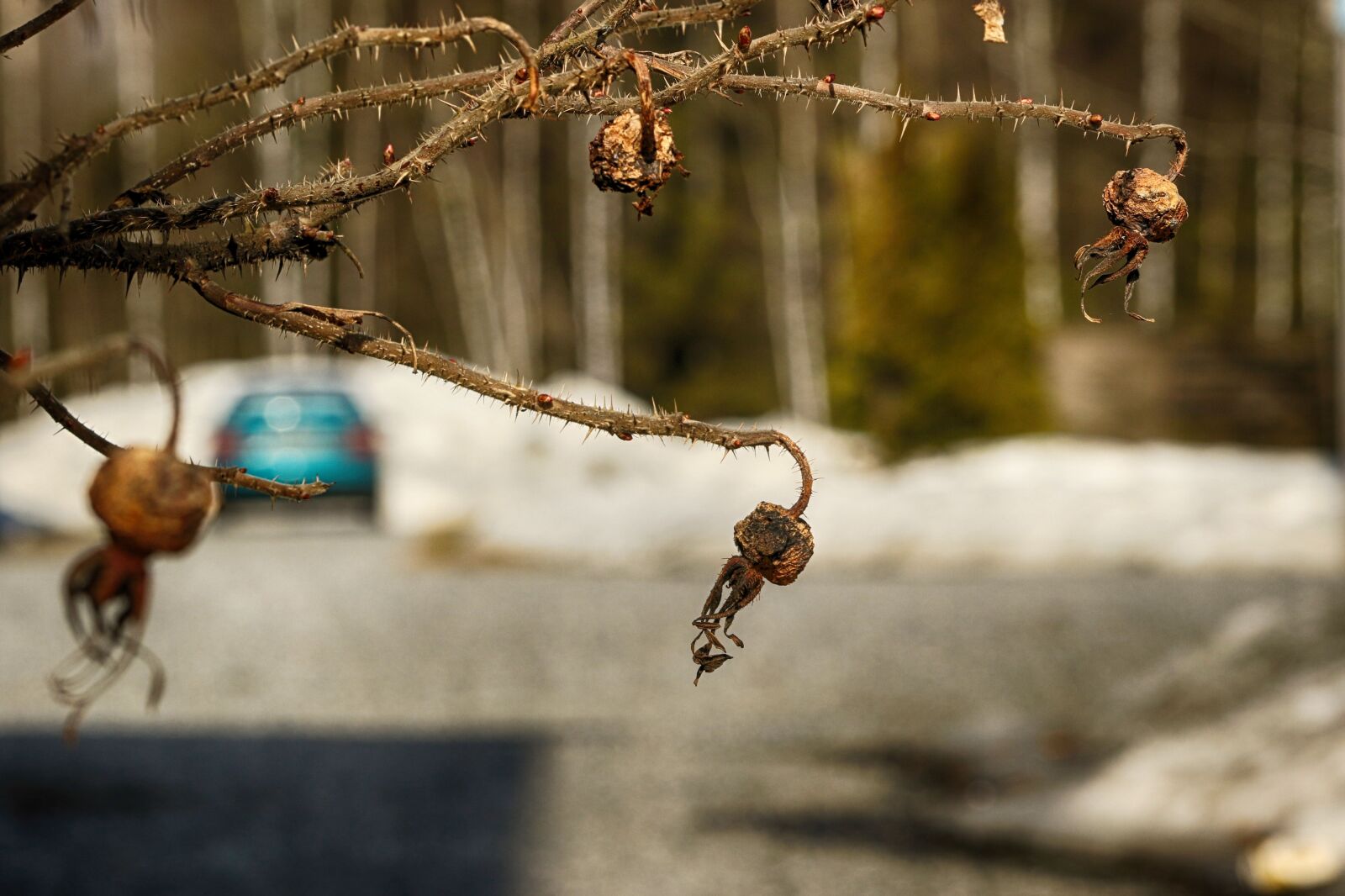 Canon EOS 7D Mark II sample photo. Nature, outdoors, wood photography
