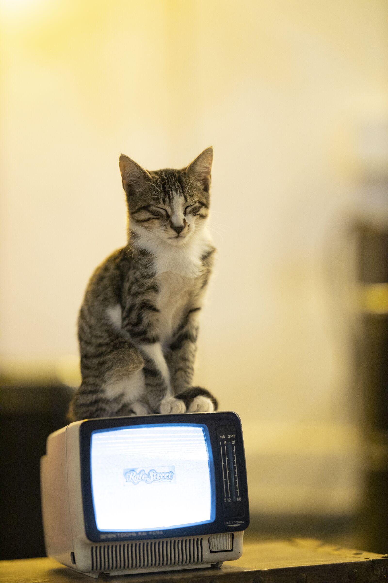 Canon EOS R sample photo. Cat, animal, television photography