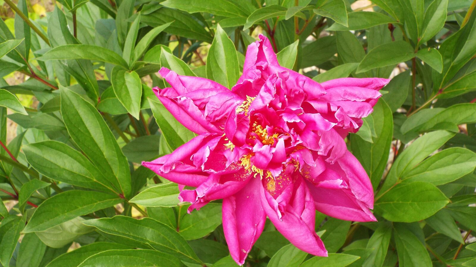 Fujifilm FinePix S9200 S9250 S9150 sample photo. Flower, fuchsia, pink photography