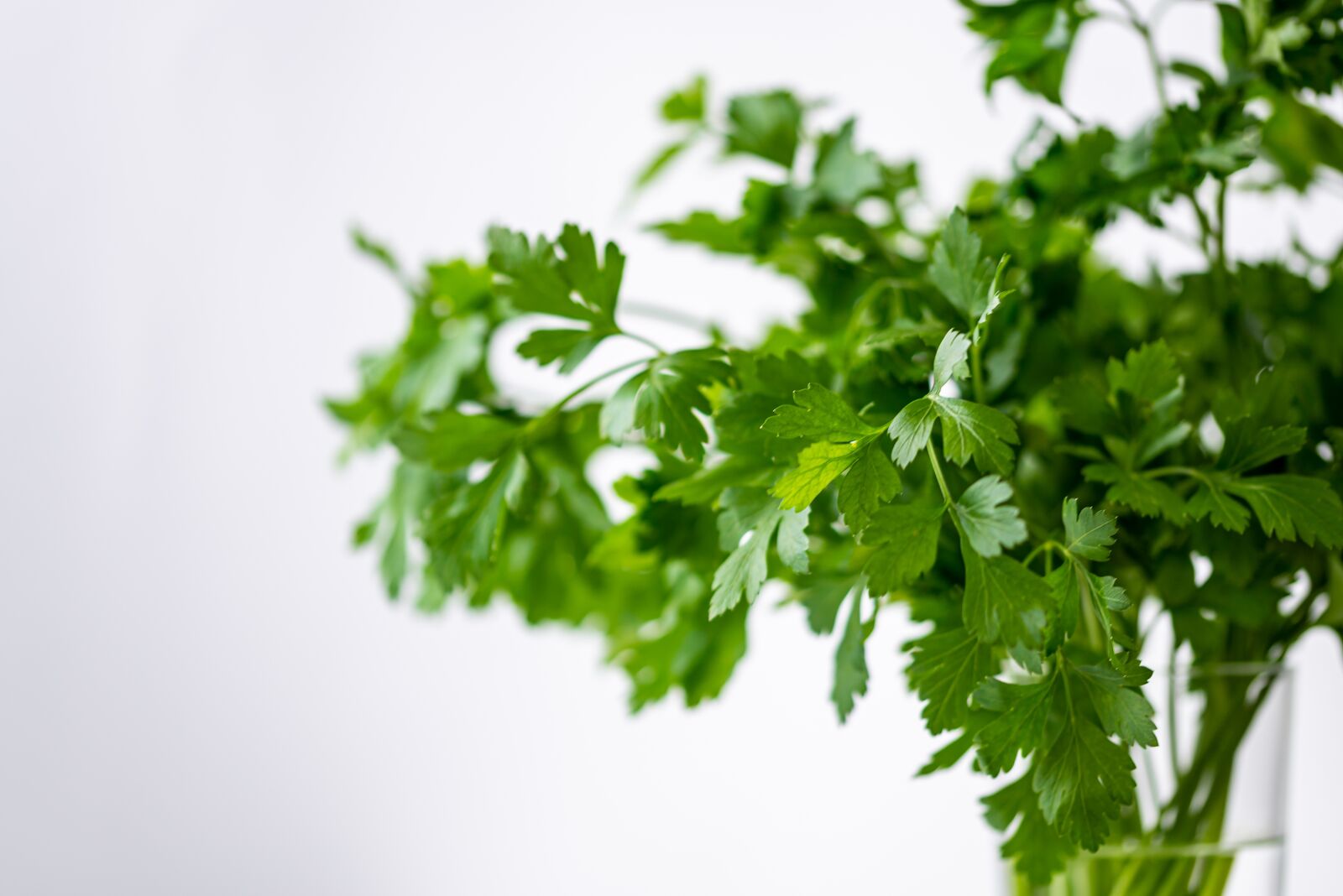 Nikon D610 sample photo. Parsley, green, healthy photography