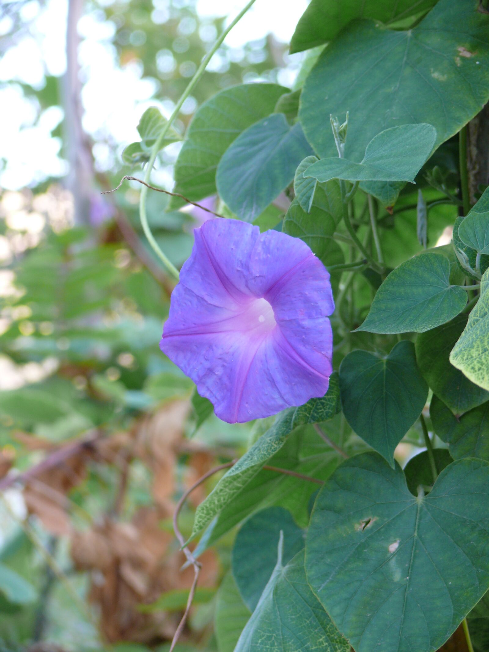 Panasonic DMC-FZ50 sample photo. Purple ide, crete, flora photography