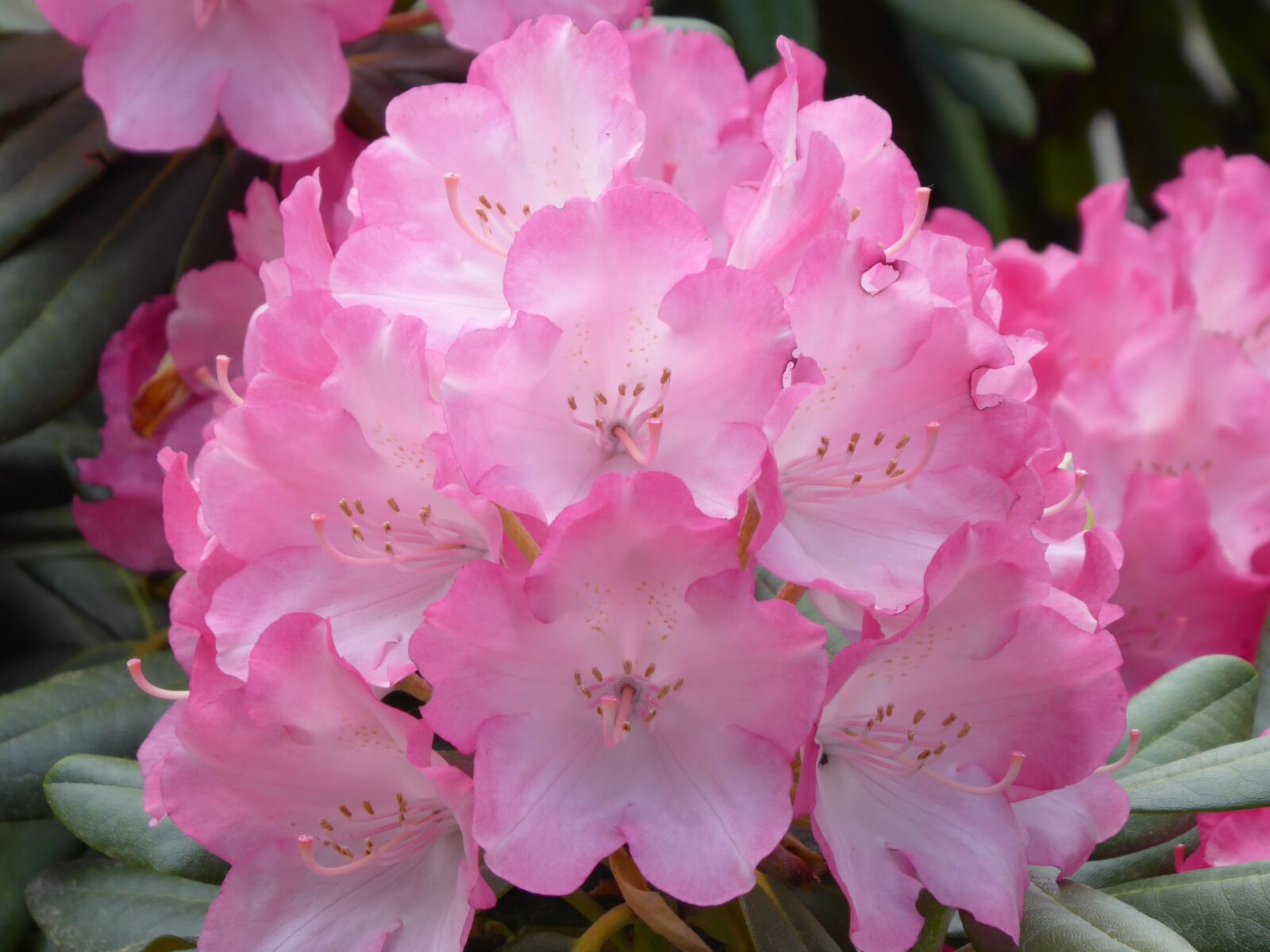 Panasonic DMC-TZ71 sample photo. Rhododendron, blossom, bloom photography