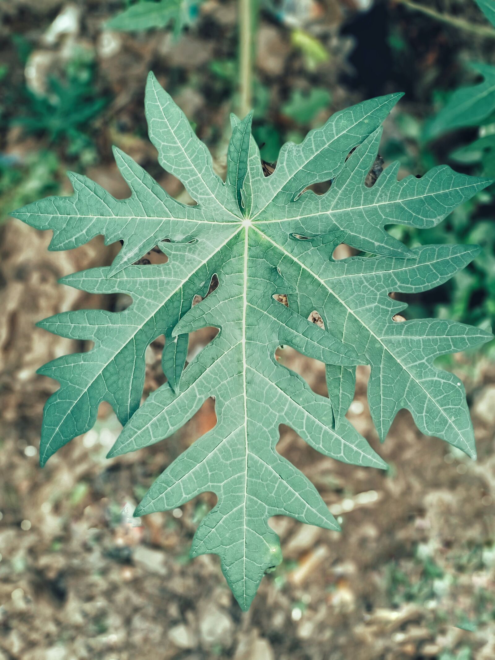 OPPO F9 sample photo. Papaya leaves, landscapes, grass photography
