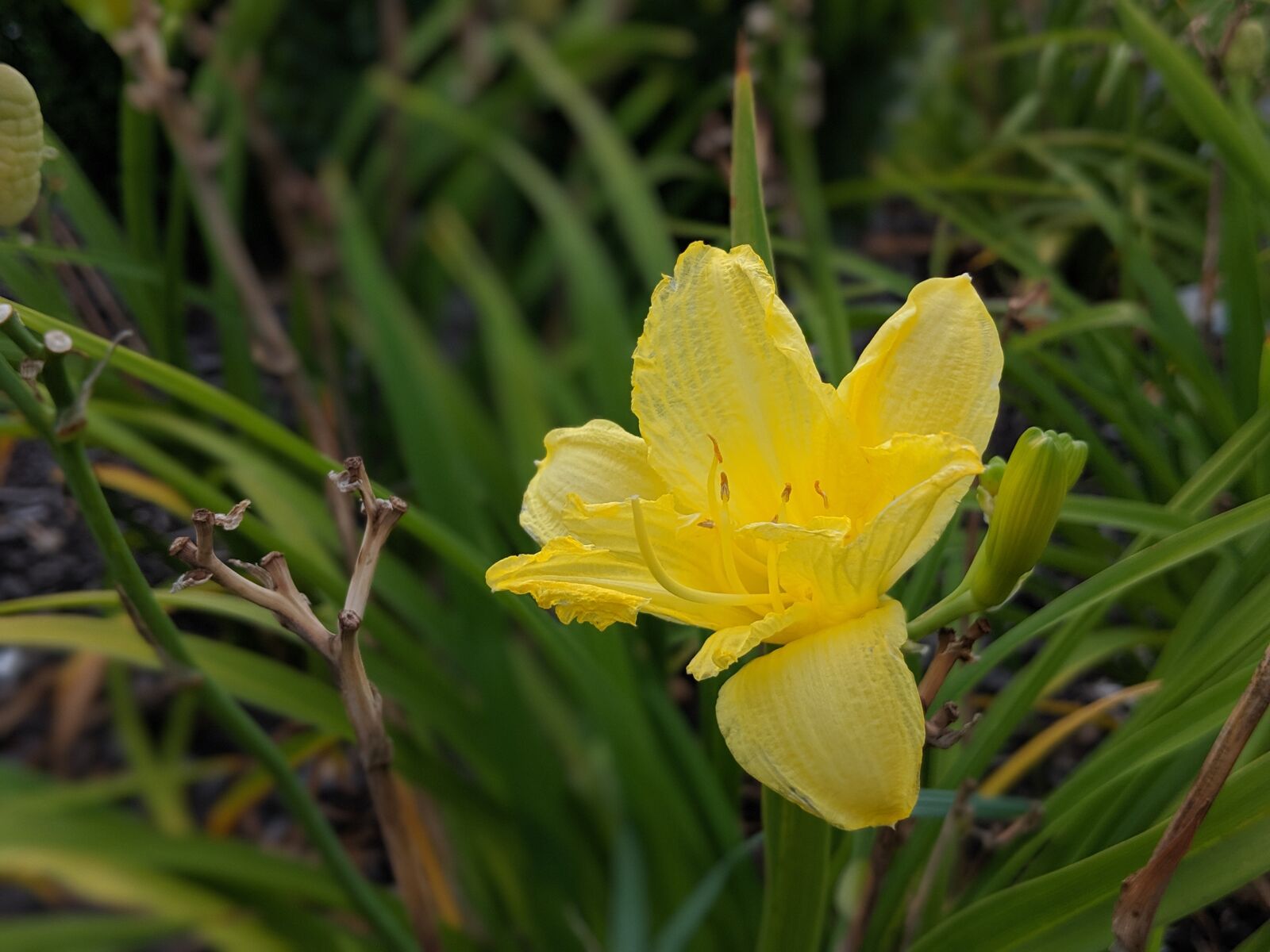 Google Pixel 2 sample photo. Daffodil, flower, blossom photography