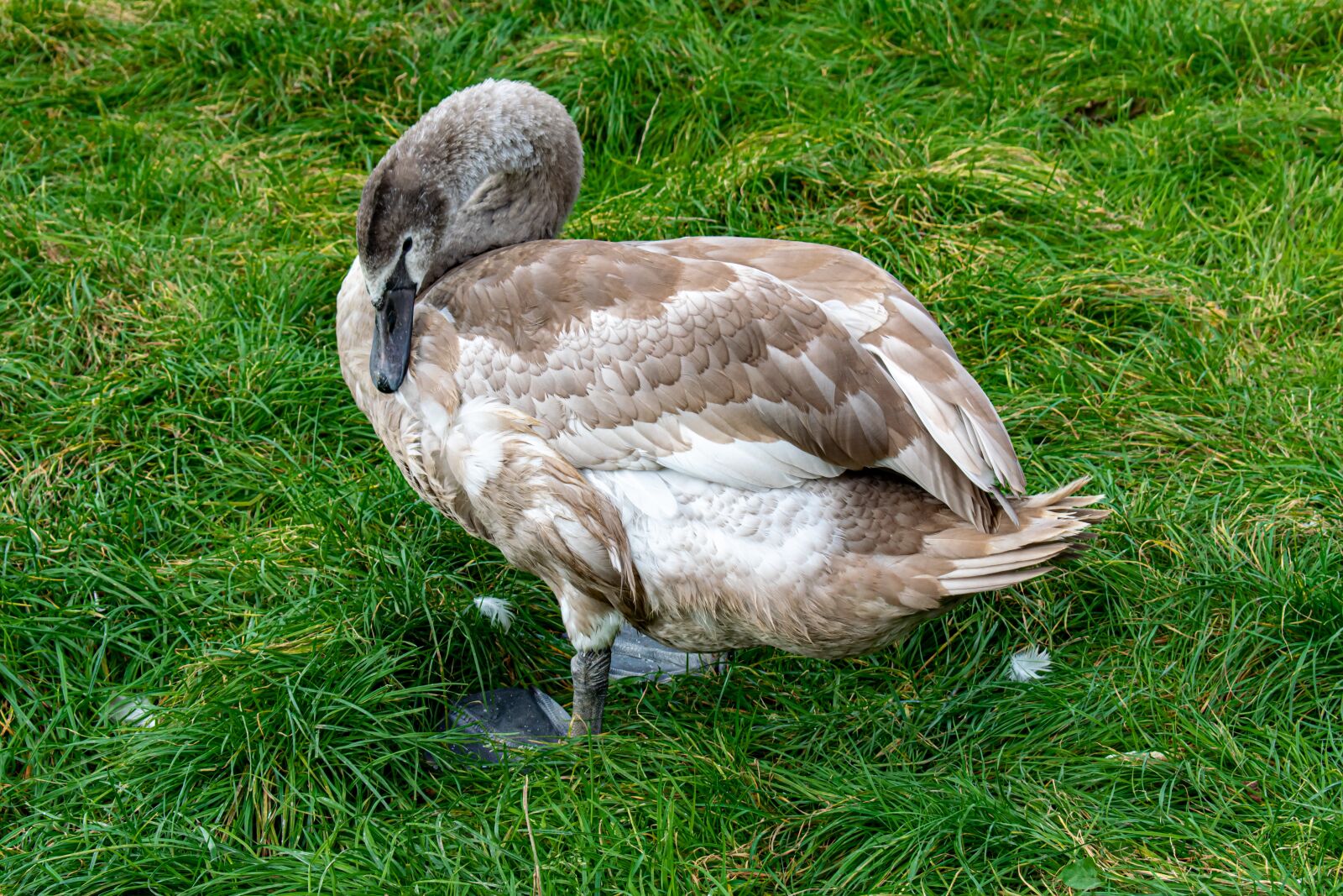 Nikon D5300 sample photo. Swan, young animal, meadow photography