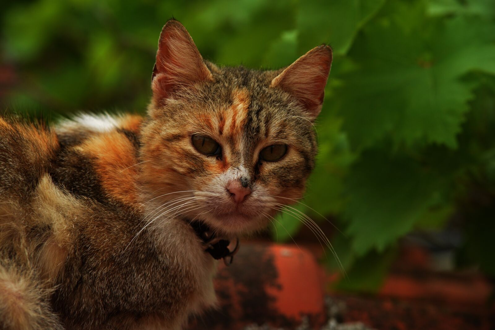 Nikon D800 sample photo. Cat, beautiful cats photography