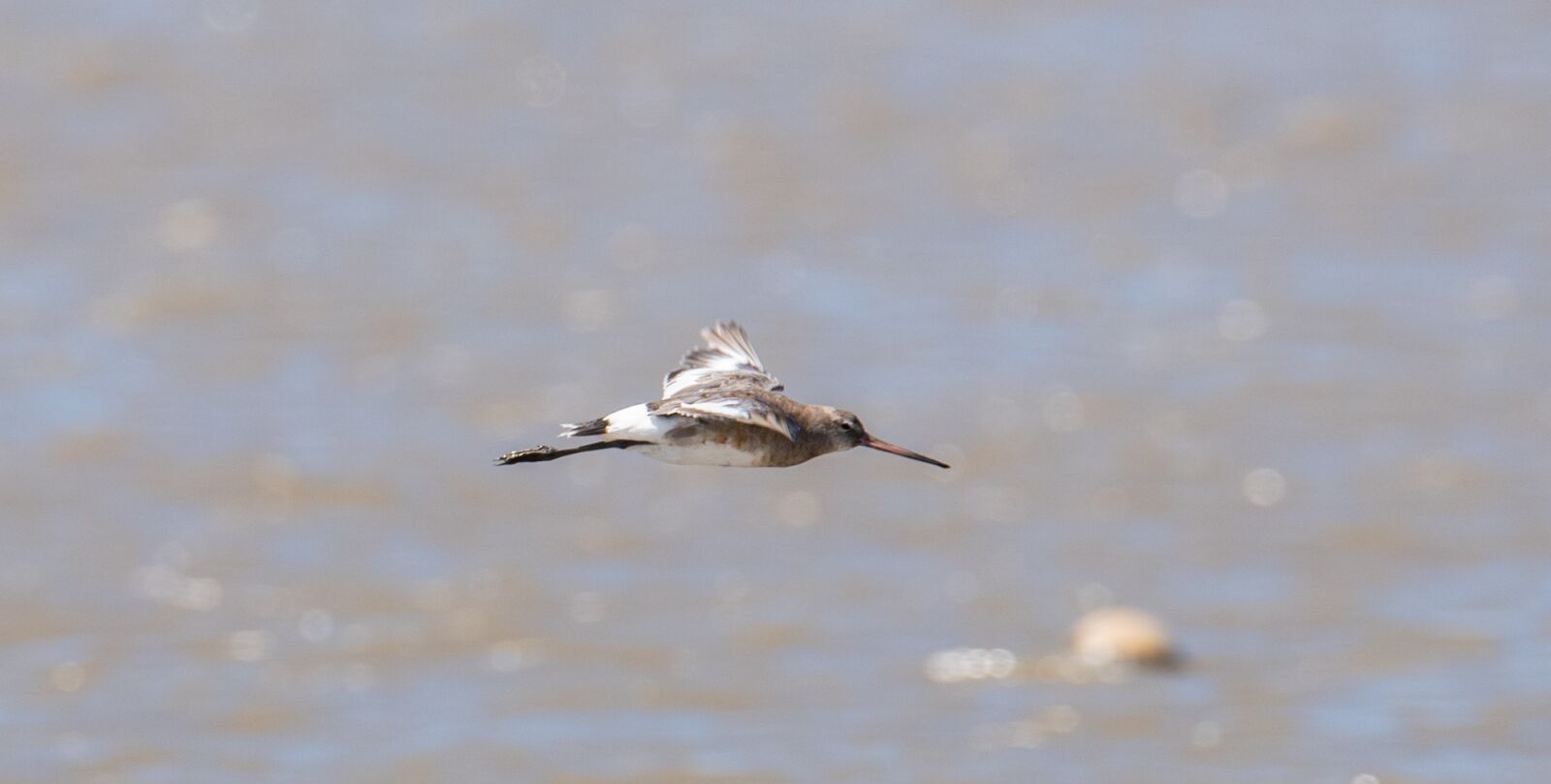 Nikon D750 sample photo. Bird, nature, animal world photography