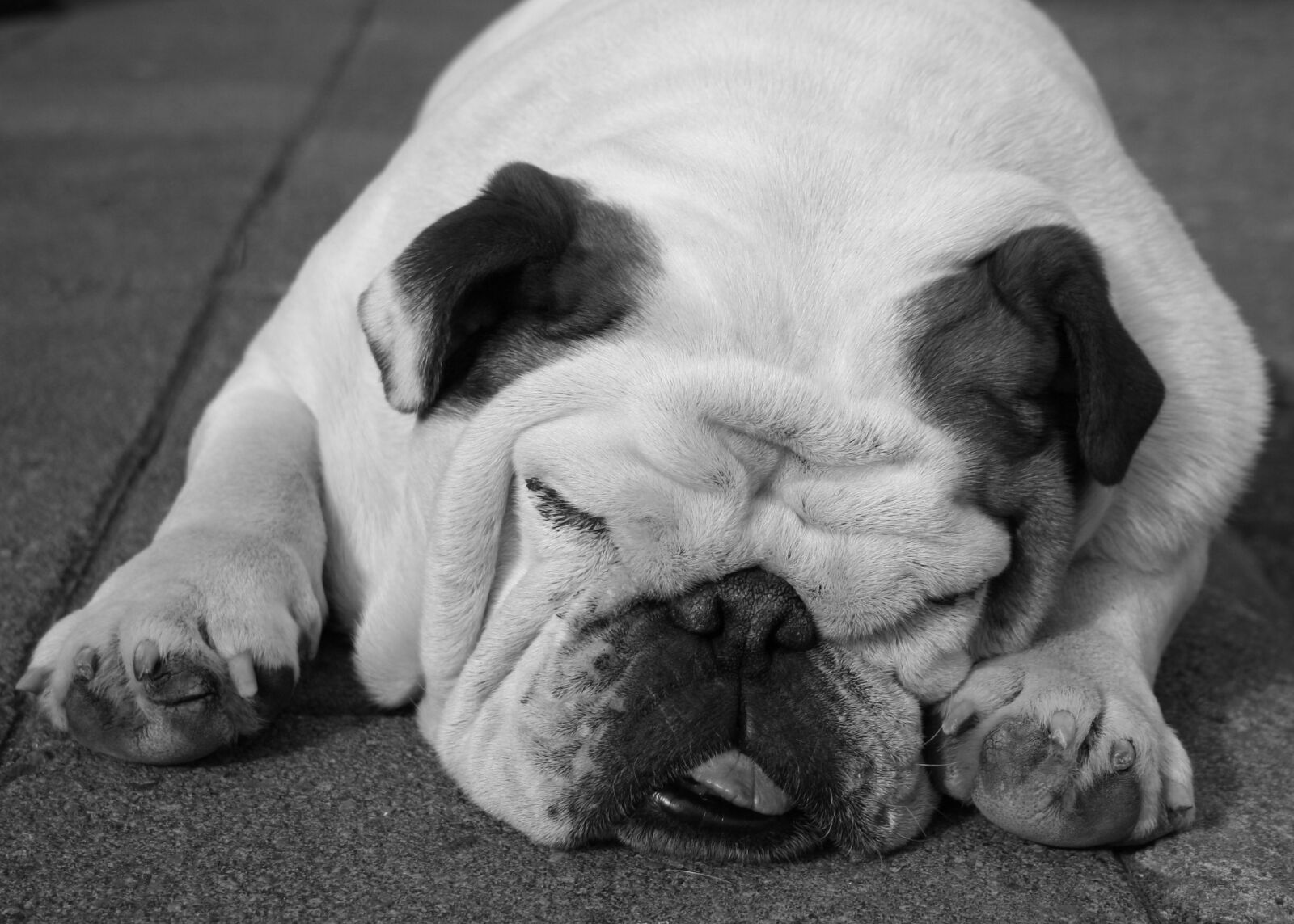 Canon EOS 350D (EOS Digital Rebel XT / EOS Kiss Digital N) sample photo. Bulldog, dog, sleeping photography