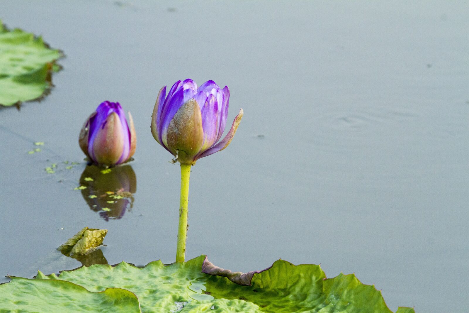 Canon EOS 7D + Canon EF 70-300mm F4-5.6L IS USM sample photo. Lotus, aquatic plants, water photography