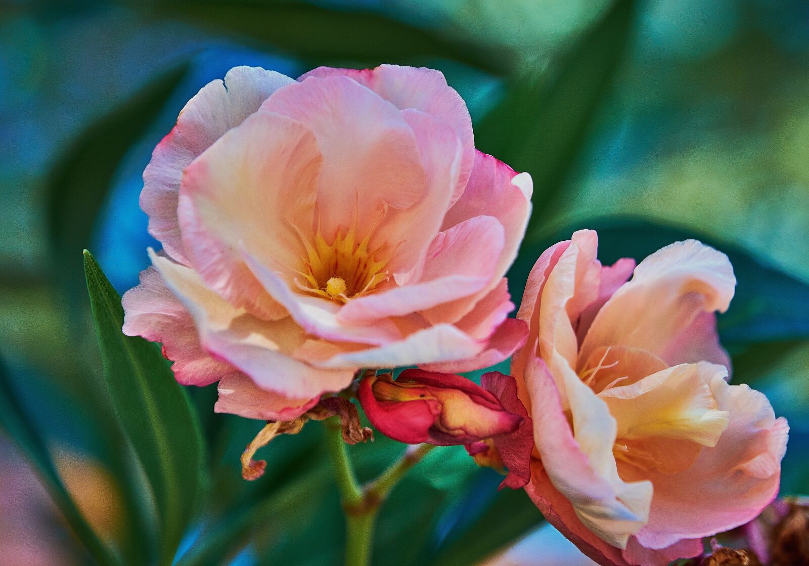 Nikon D7200 sample photo. Flower, rosa, flowers photography