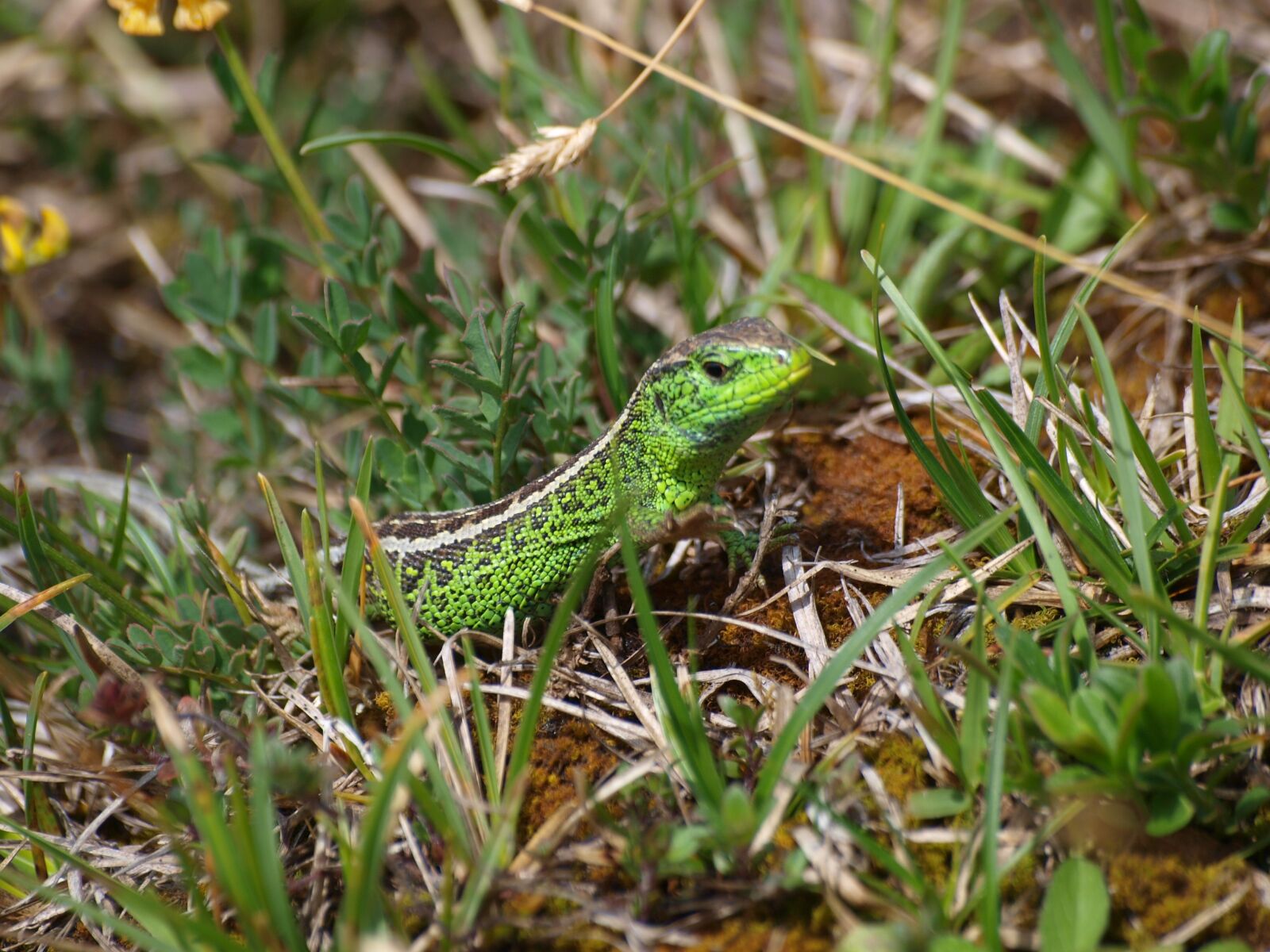 Olympus E-450 (EVOLT E-450) sample photo. Lizard, animal, reptile photography
