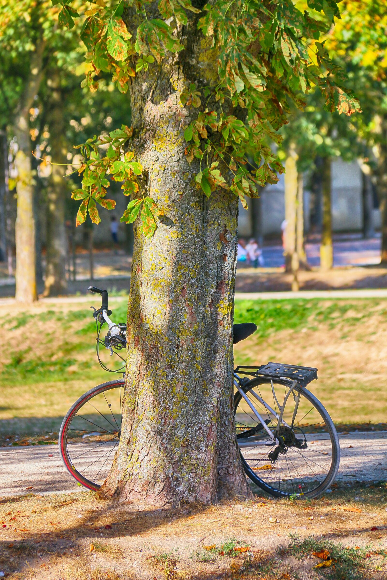 Canon EOS 70D sample photo. Bike, tree, park photography