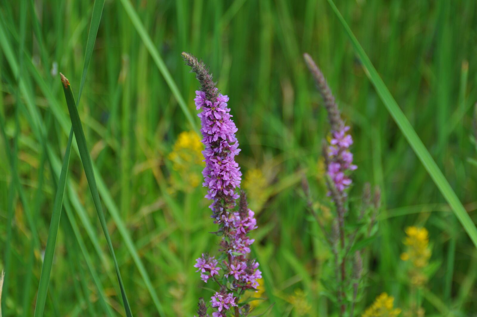 Nikon D90 sample photo. Pointed flower, meadow, summer photography