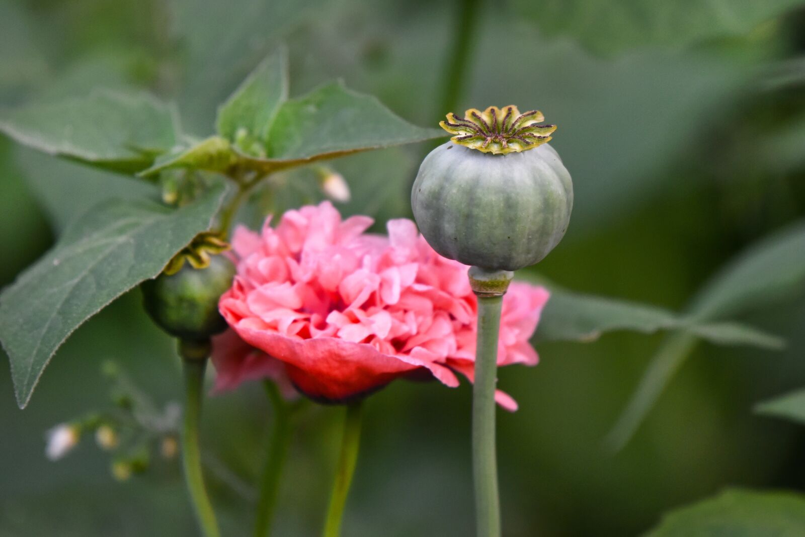 Nikon D750 sample photo. Poppy, flower, plant photography