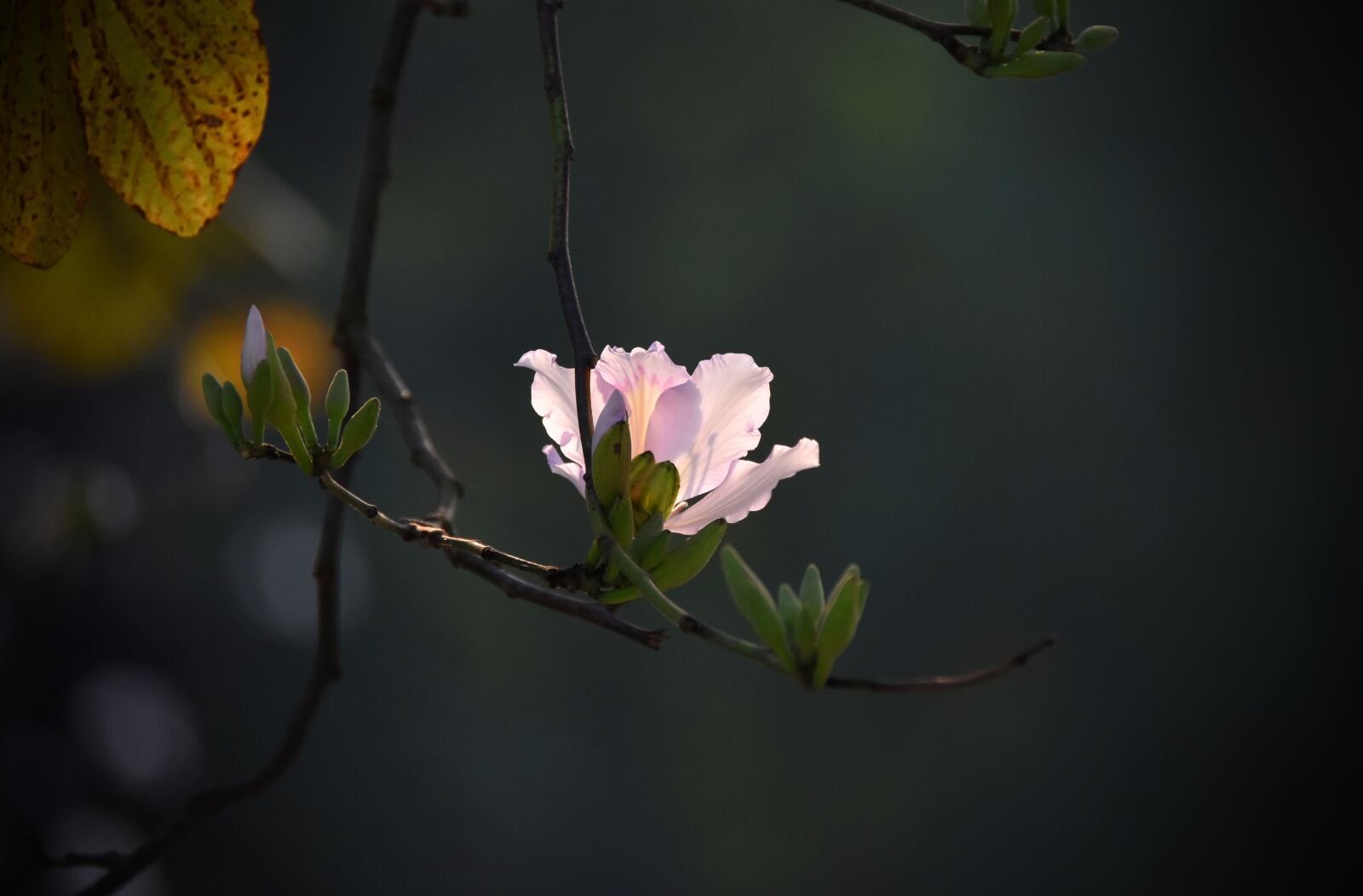Nikon D7200 sample photo. Flowers, purple, cute photography