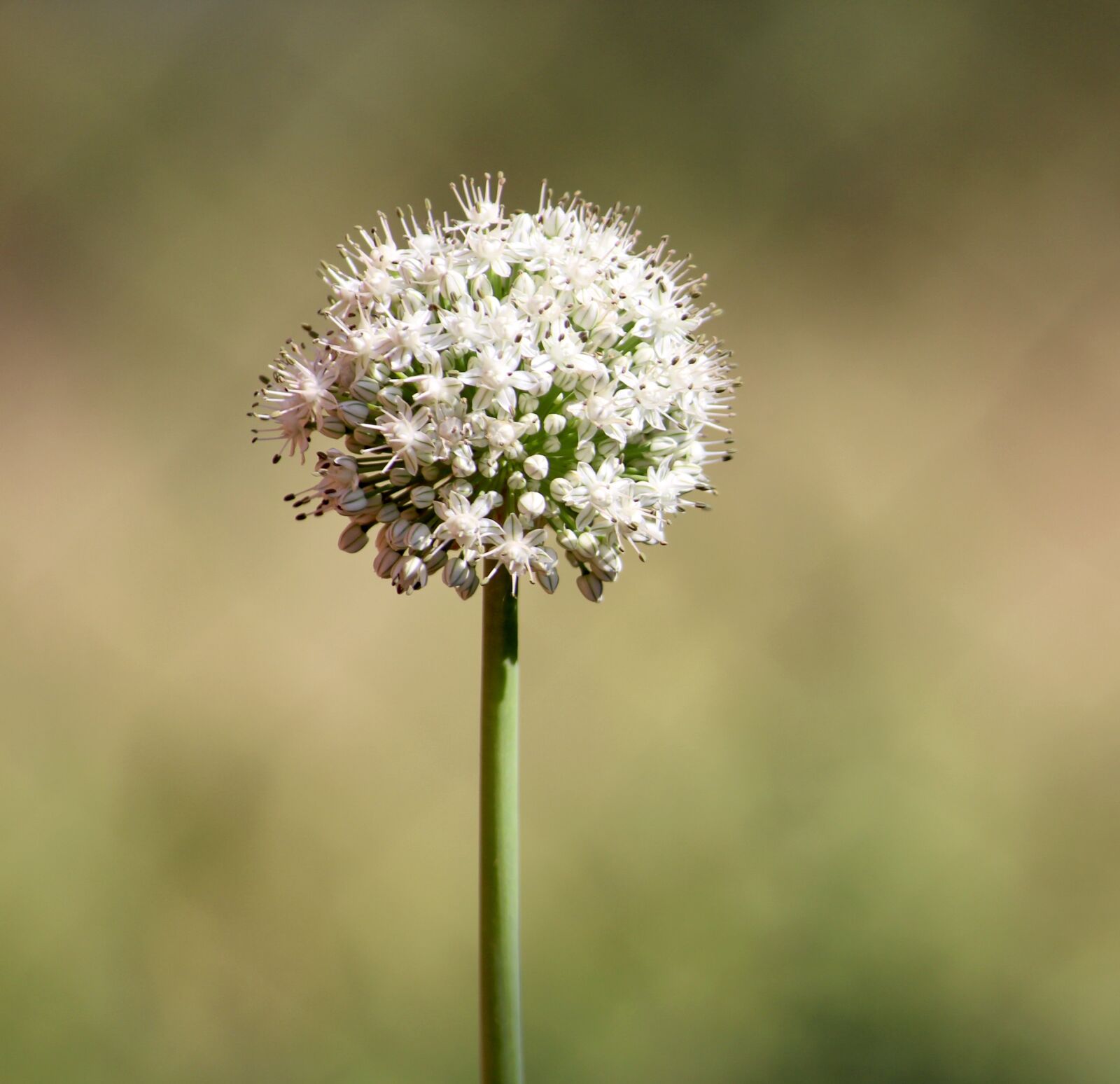Canon EOS 700D (EOS Rebel T5i / EOS Kiss X7i) sample photo. Flower, flora, nature photography