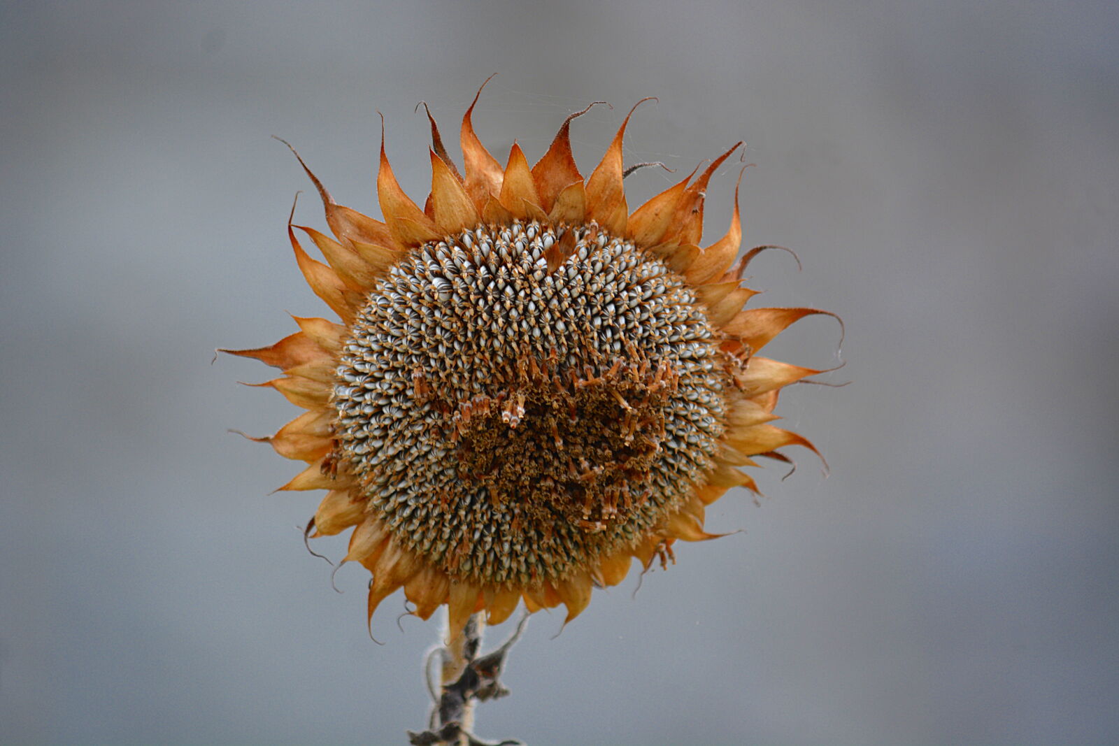 Nikon D5200 sample photo. Automne, botanique, fleur, fleur photography