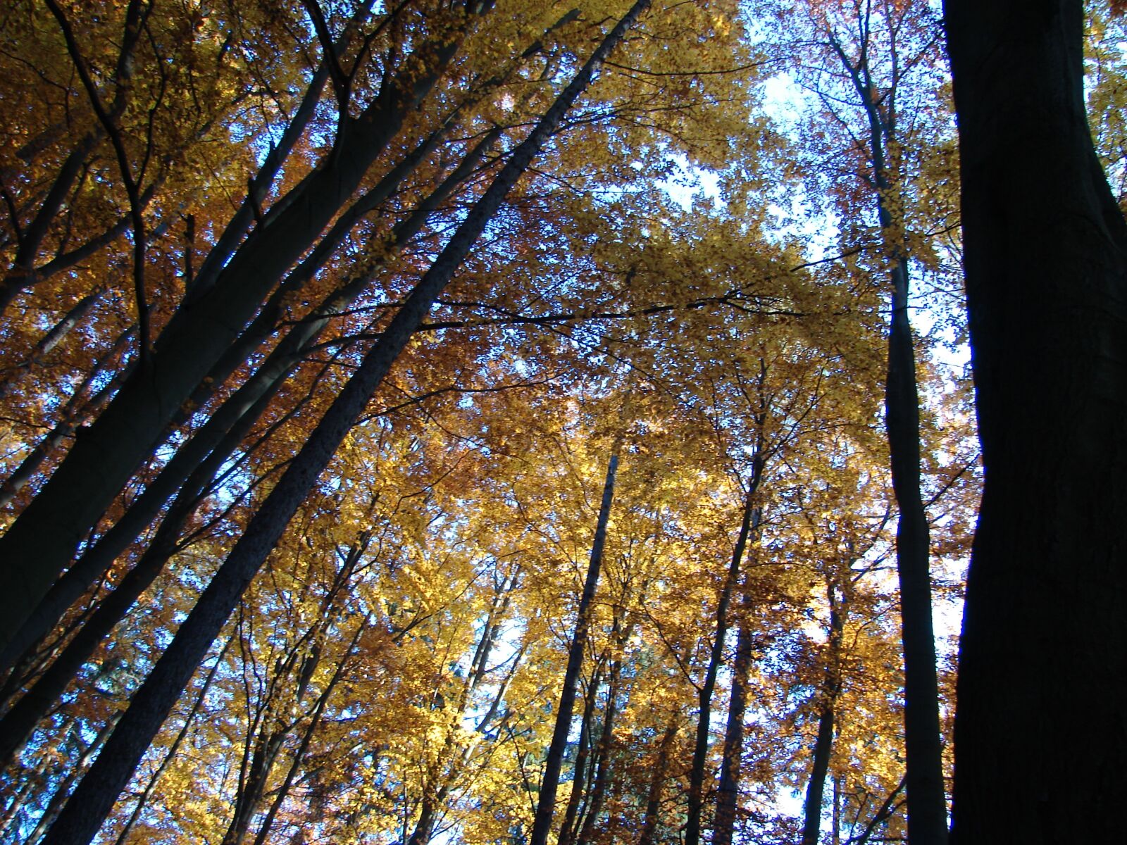 Sony DSC-H2 sample photo. Trees, autumn, nature photography