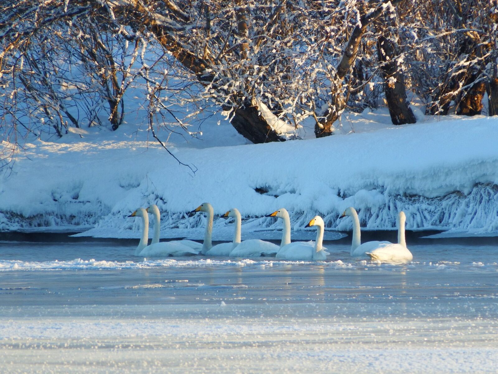 Fujifilm FinePix S1 sample photo. The wild swans, the photography
