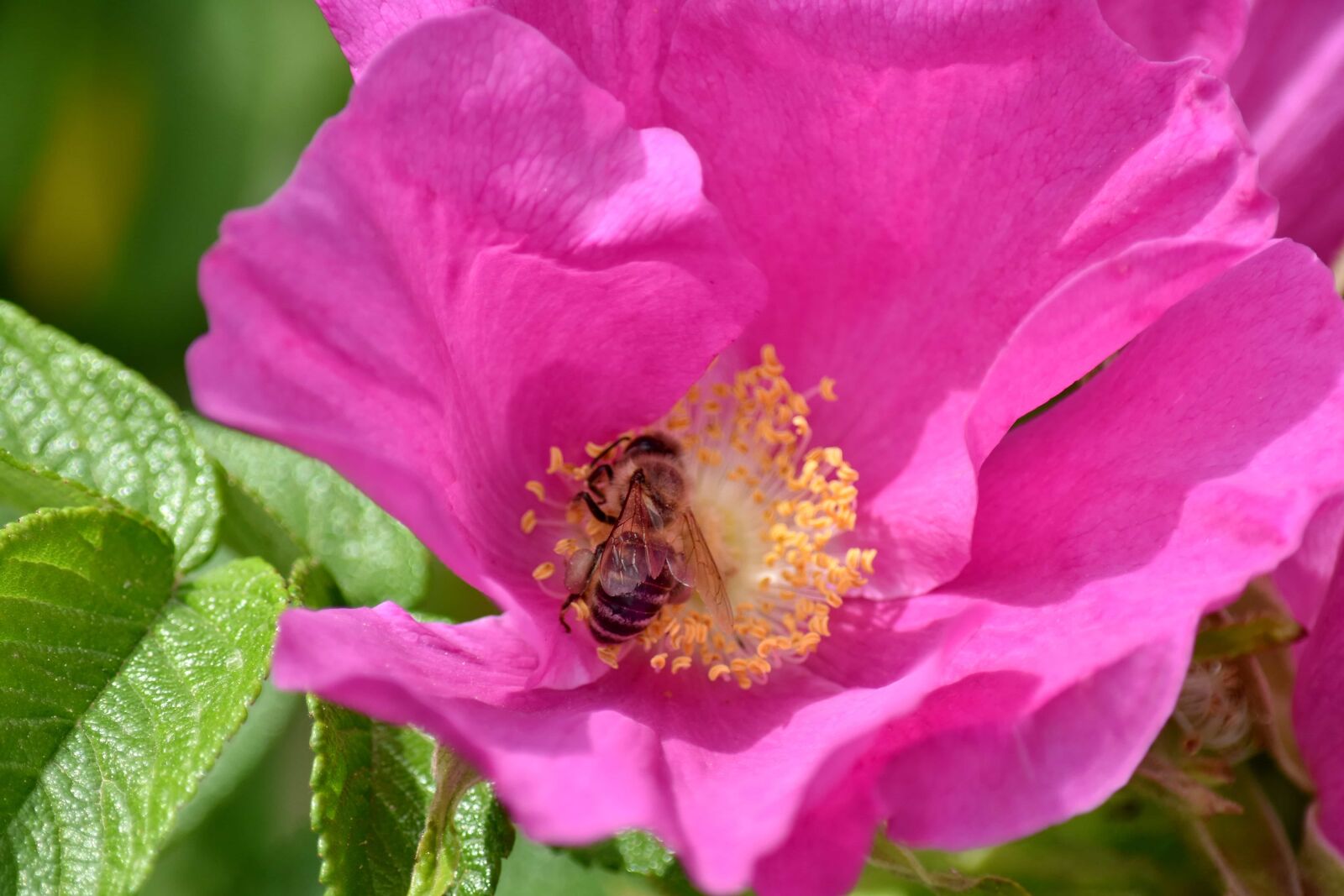 Nikon D5500 sample photo. Bee, flower bud, flower photography