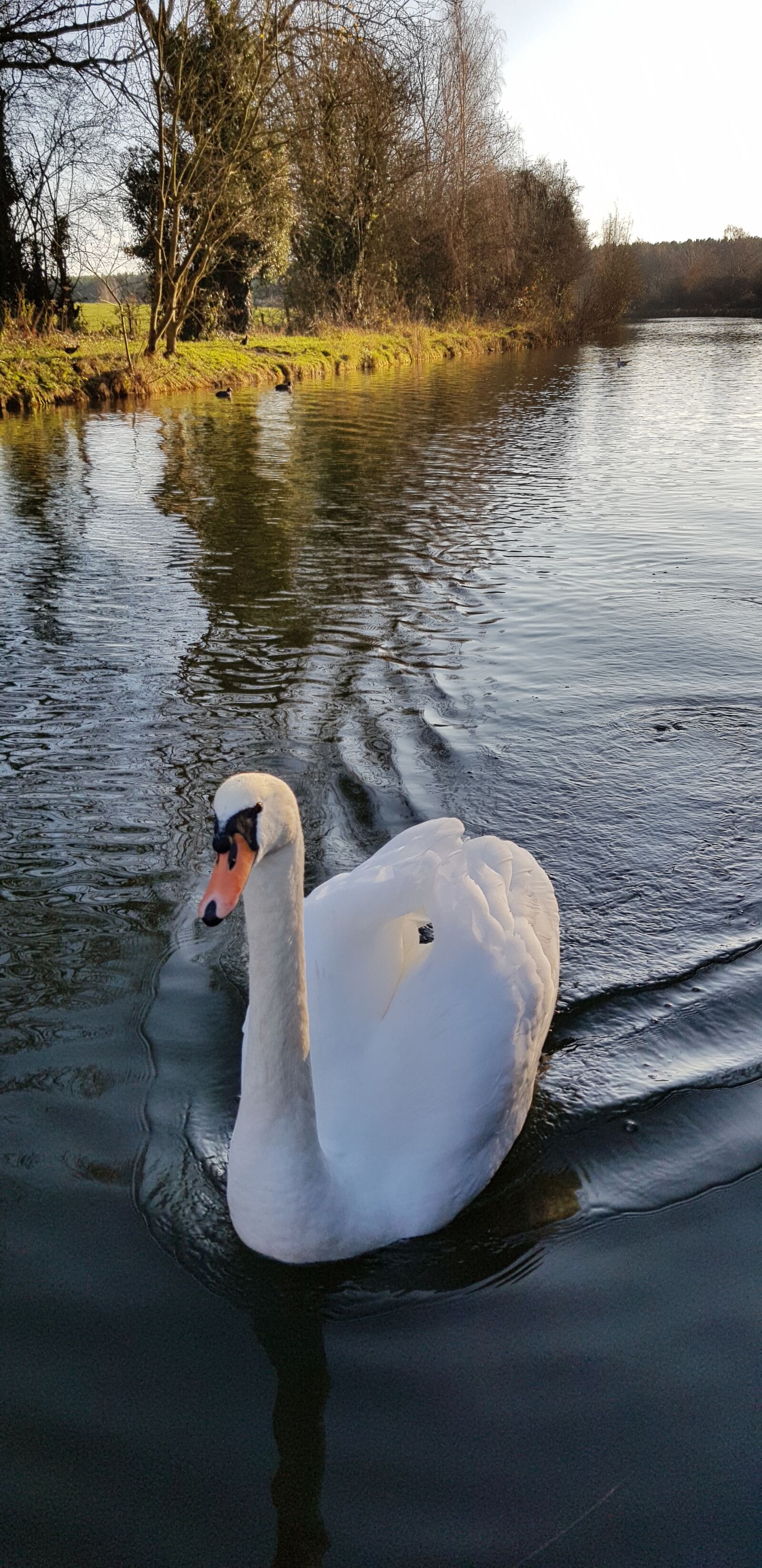 Samsung Galaxy S8 sample photo. Swan, canal, water photography