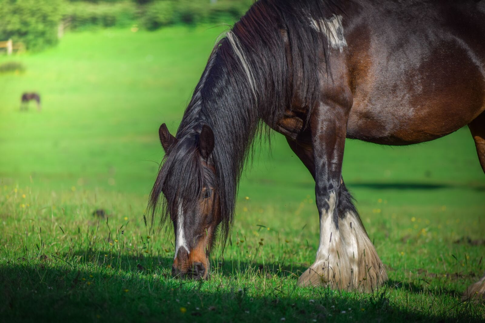 Nikon D3300 sample photo. Animal, beautiful, brown horse photography
