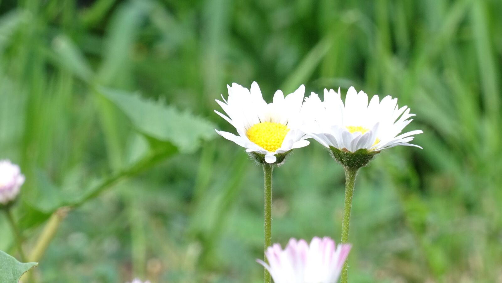 Sony DSC-HX60 sample photo. Daisy, flower, flora photography
