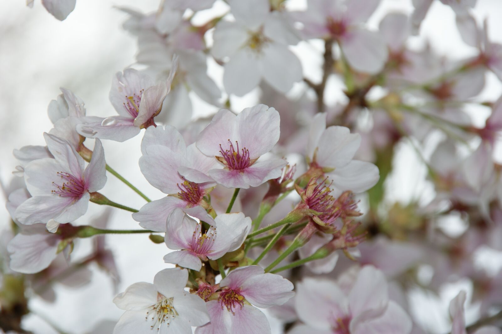 Sony Alpha DSLR-A350 sample photo. Cherry blossoms, japan, landscape photography