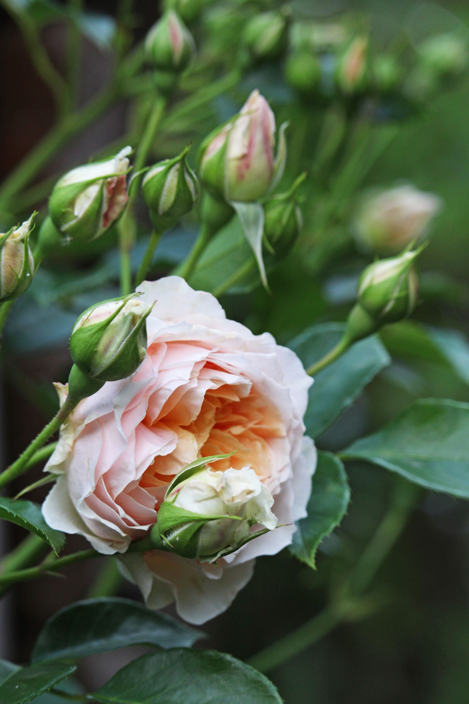 Canon EF-S 55-250mm F4-5.6 IS STM sample photo. Climbing rose, rose, buds photography