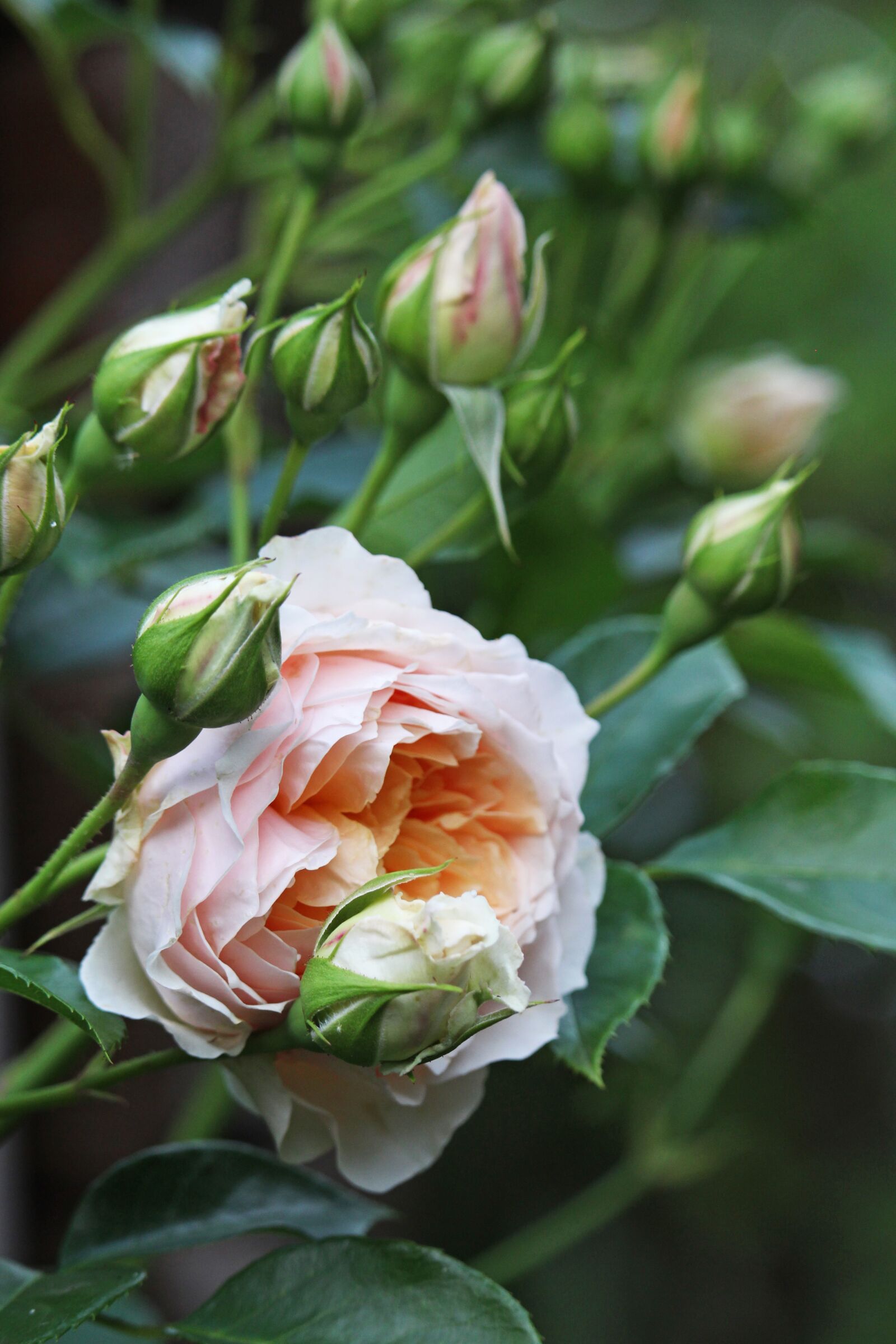 Canon EOS 700D (EOS Rebel T5i / EOS Kiss X7i) + Canon EF-S 55-250mm F4-5.6 IS STM sample photo. Climbing rose, rose, buds photography